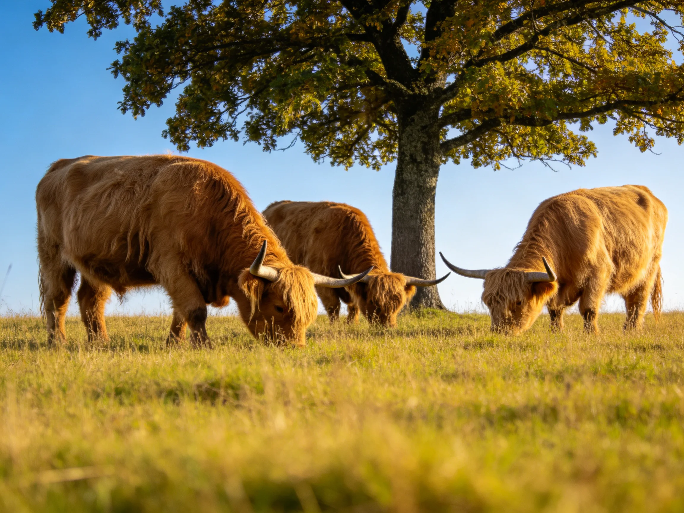 Three shaggy brown Highland cattle graze near a large oak tree