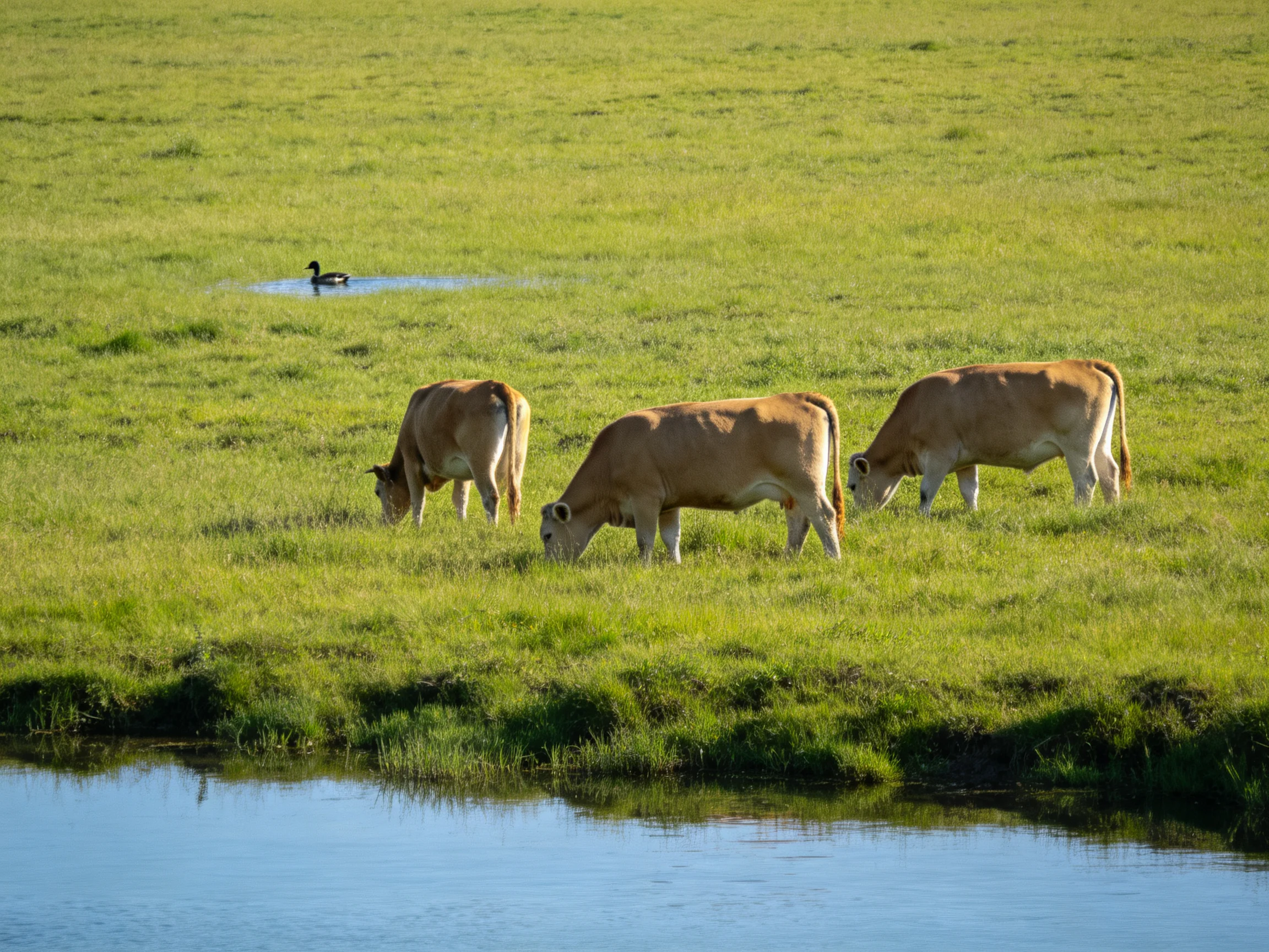 Three tan cows graze in a green pasture next to a waterway with a duck.