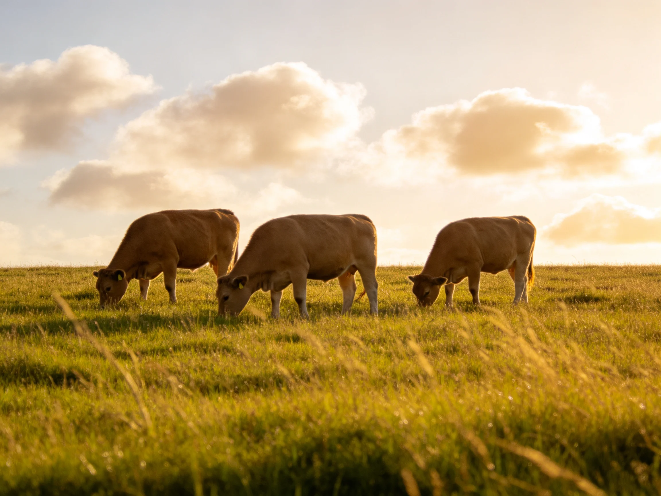 Three tan cows graze in a sunlit green pasture under soft clouds