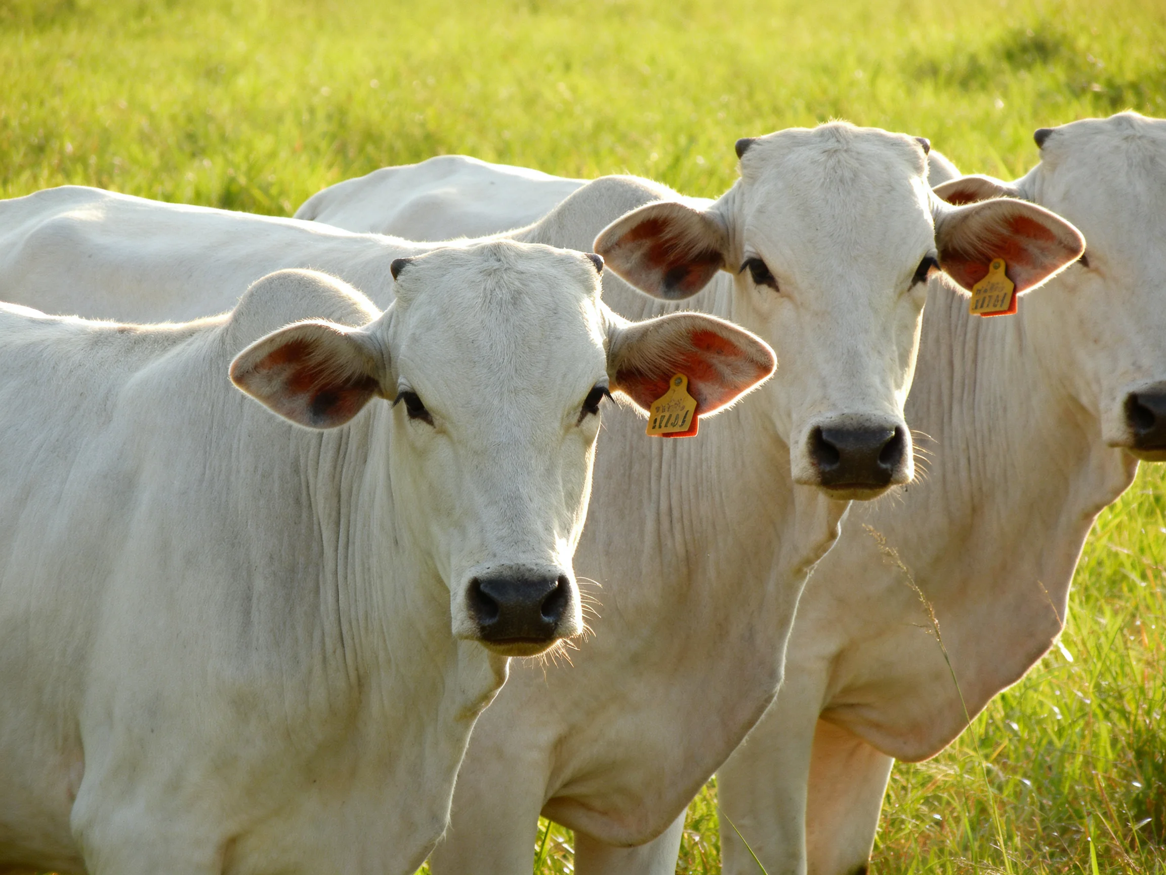 Three white cattle gather in a sunlit green pasture