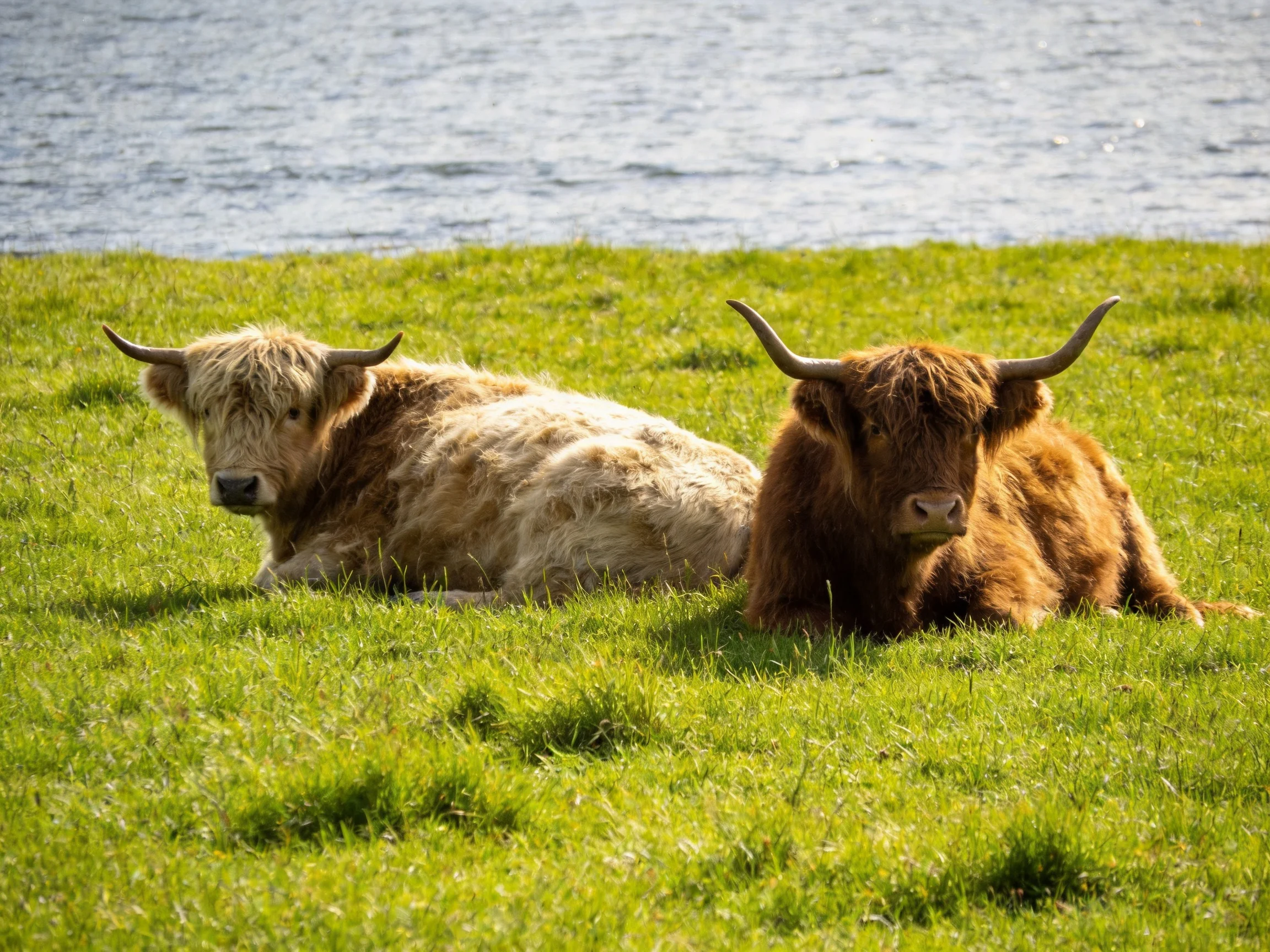Two Highland cattle rest on lush green grass by a calm body of water