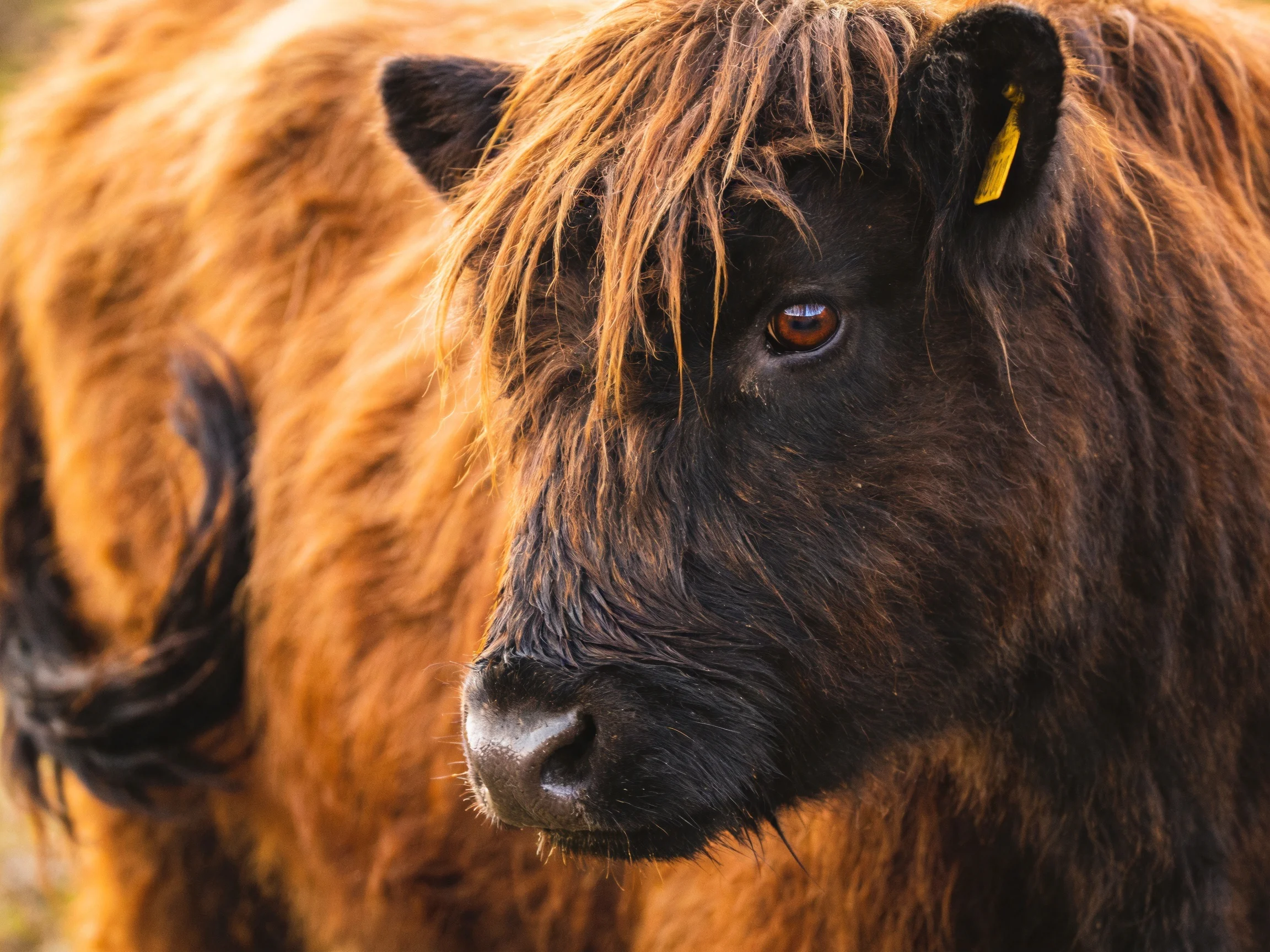 Two Highland cattle with thick brown and black shaggy coats