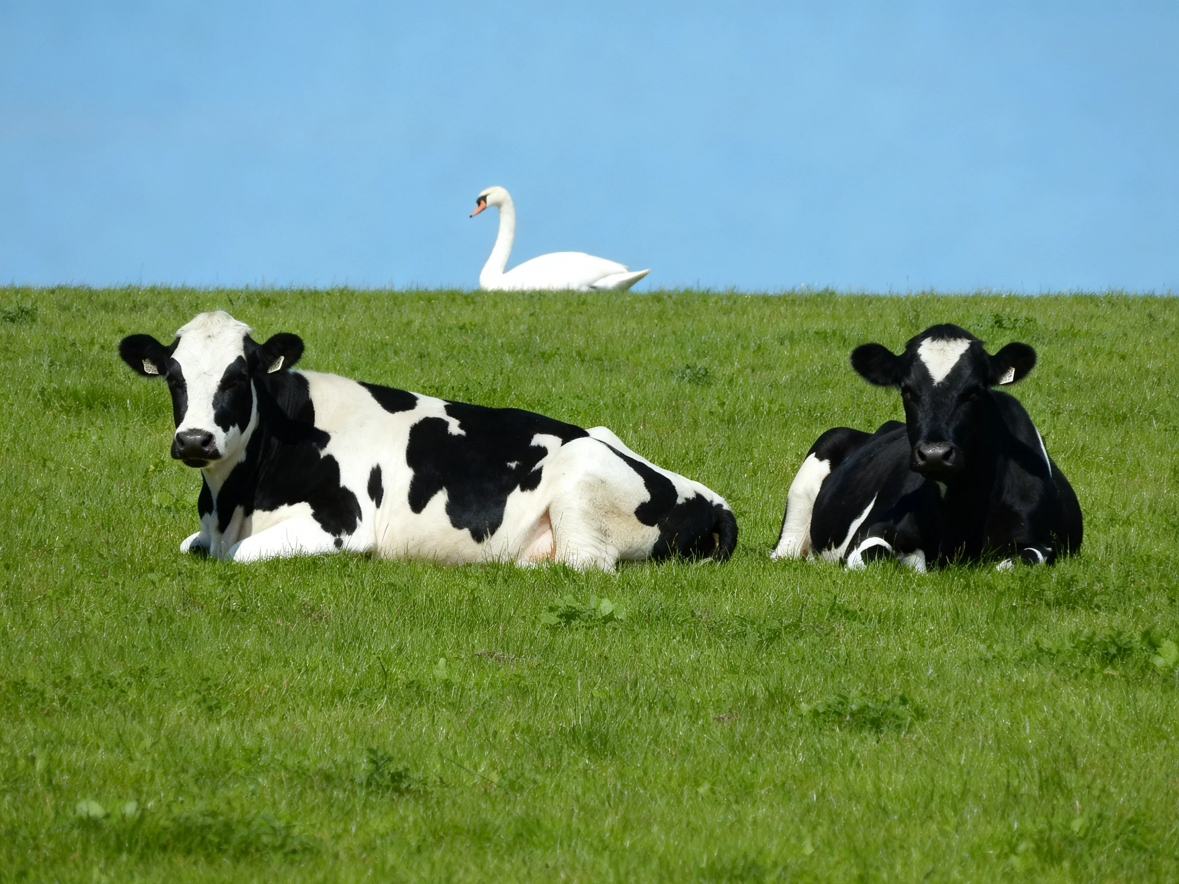 Two black-and-white cows rest on a lush green hillside with a white swan