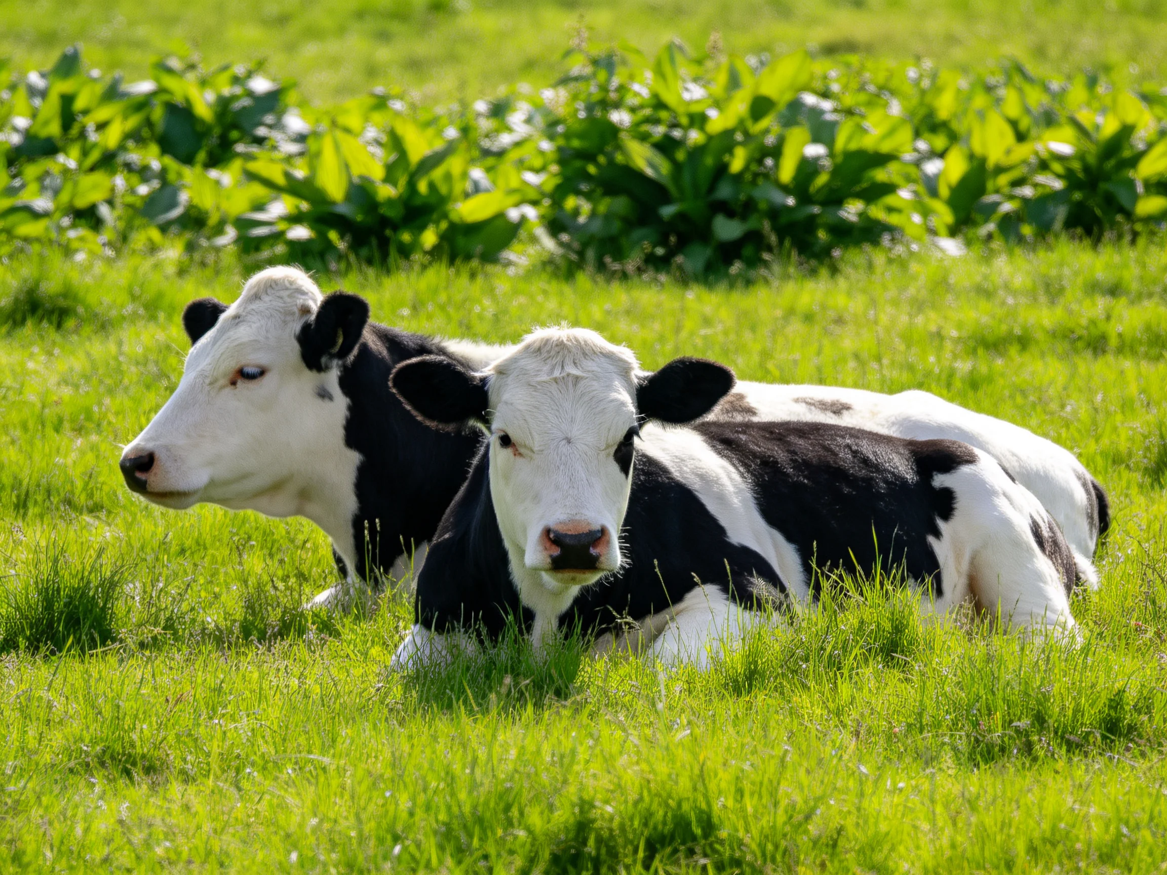 Two black - and - white cows resting in a lush green pasture