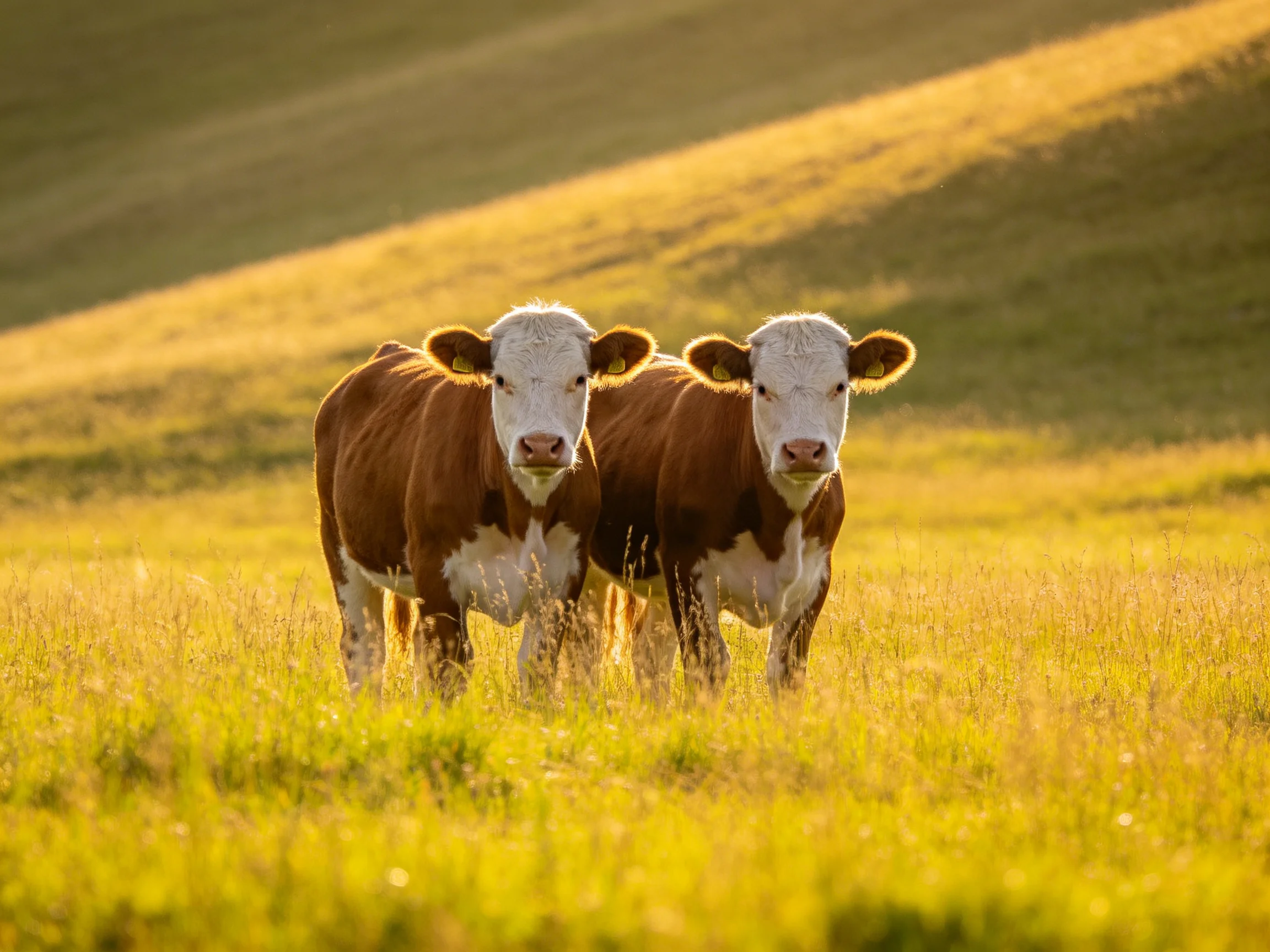 Two brown-and-white calves in a sunlit green pasture