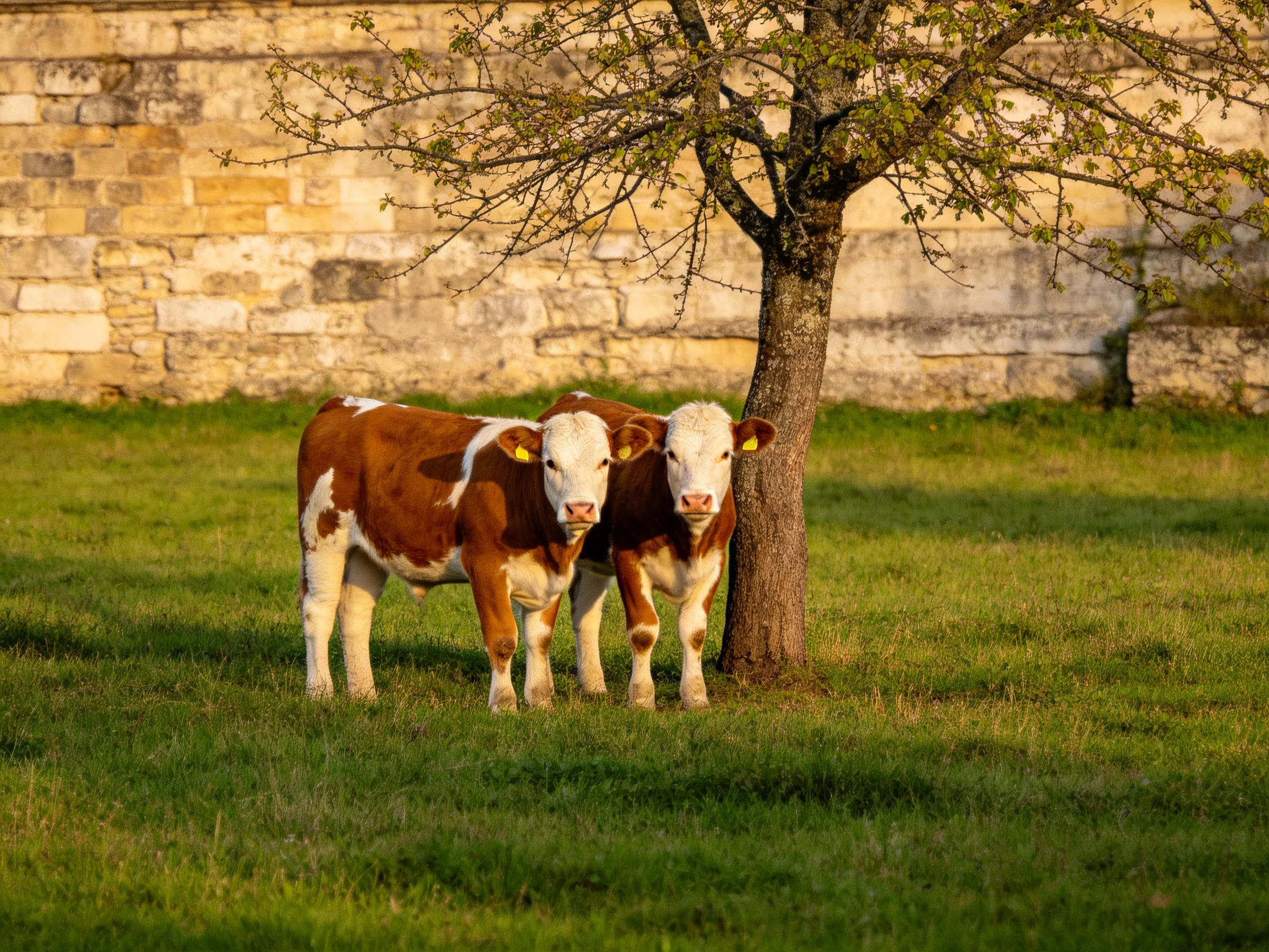 Two brown-and-white calves near asmall tree by an old stone wall