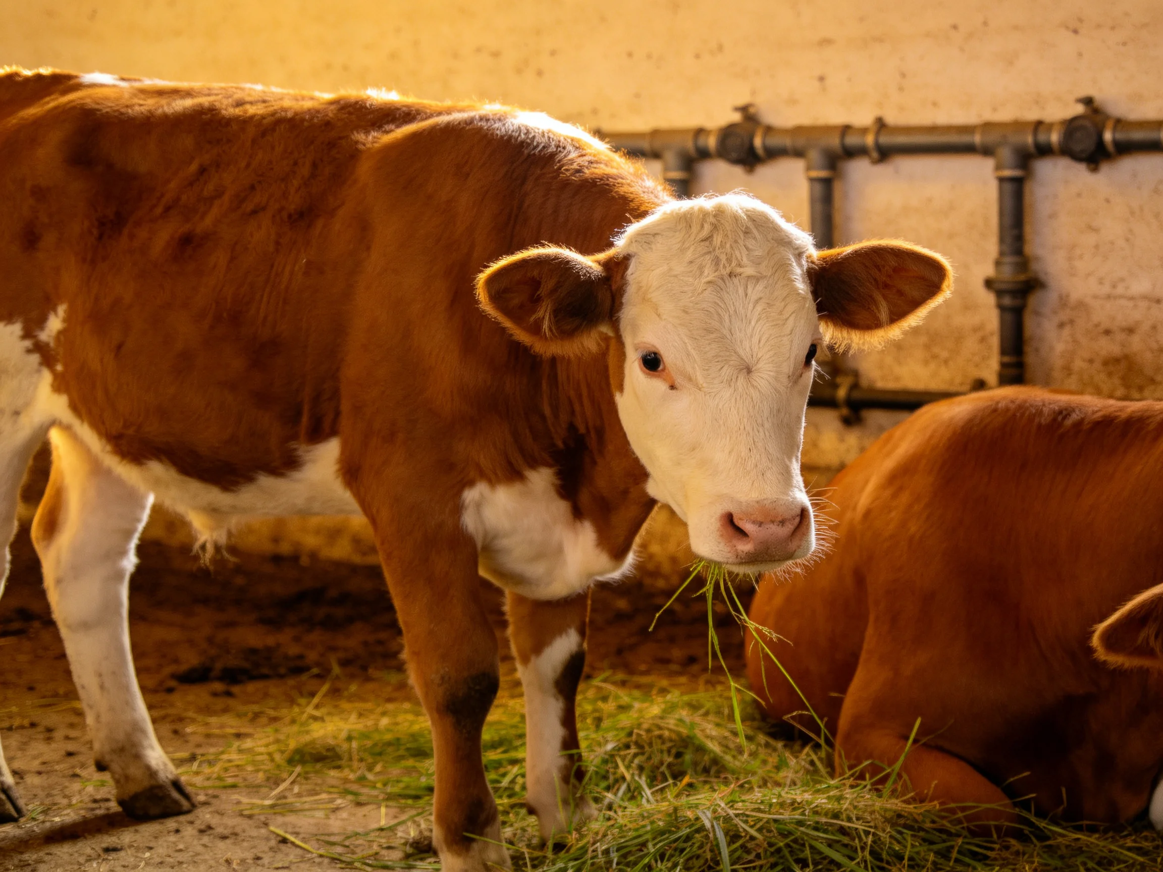 Two brown-and-white calves near hay and pipes in a barn