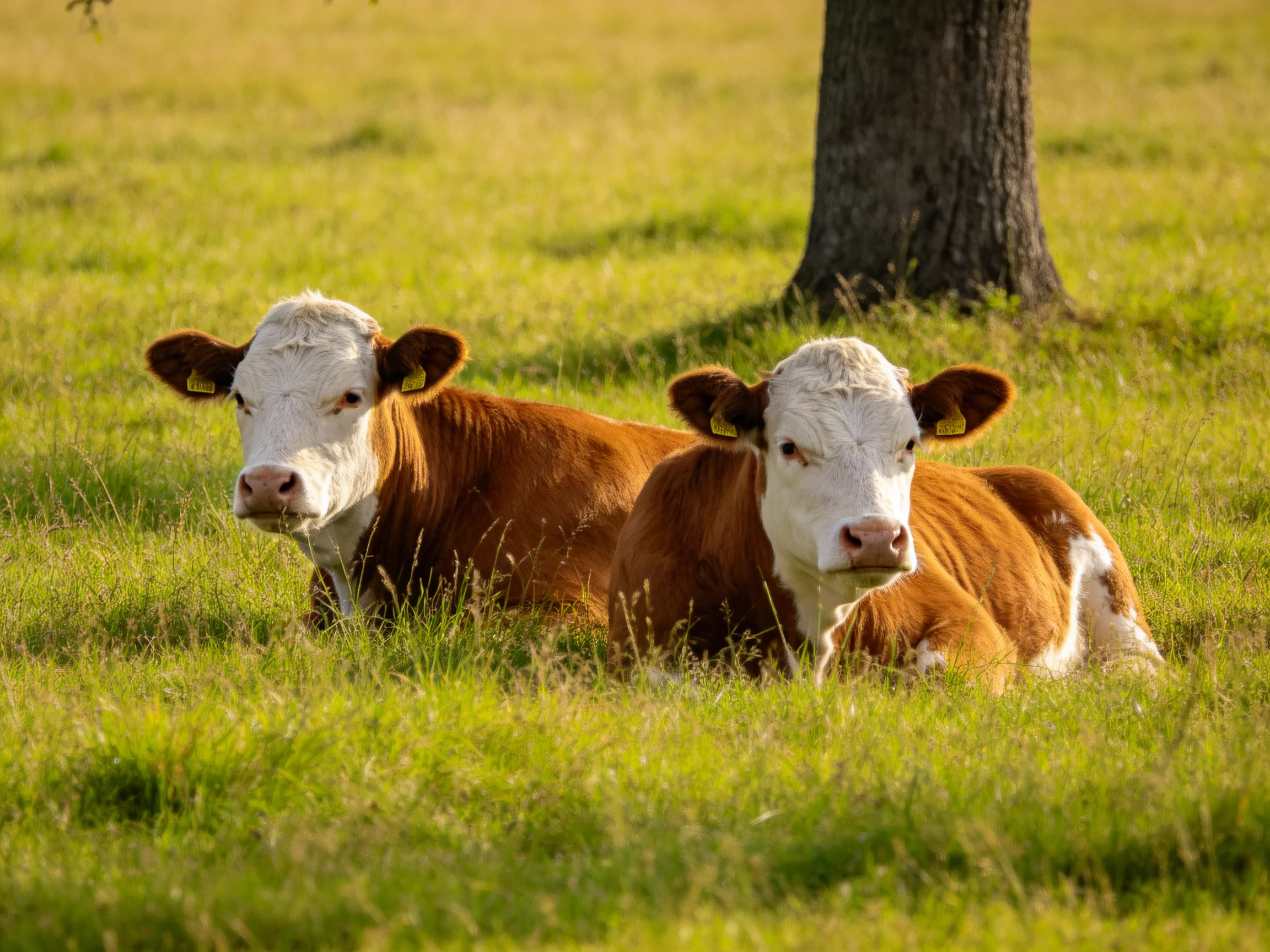 Two brown-and-white calves rest in a sunlit green pasture near a tree