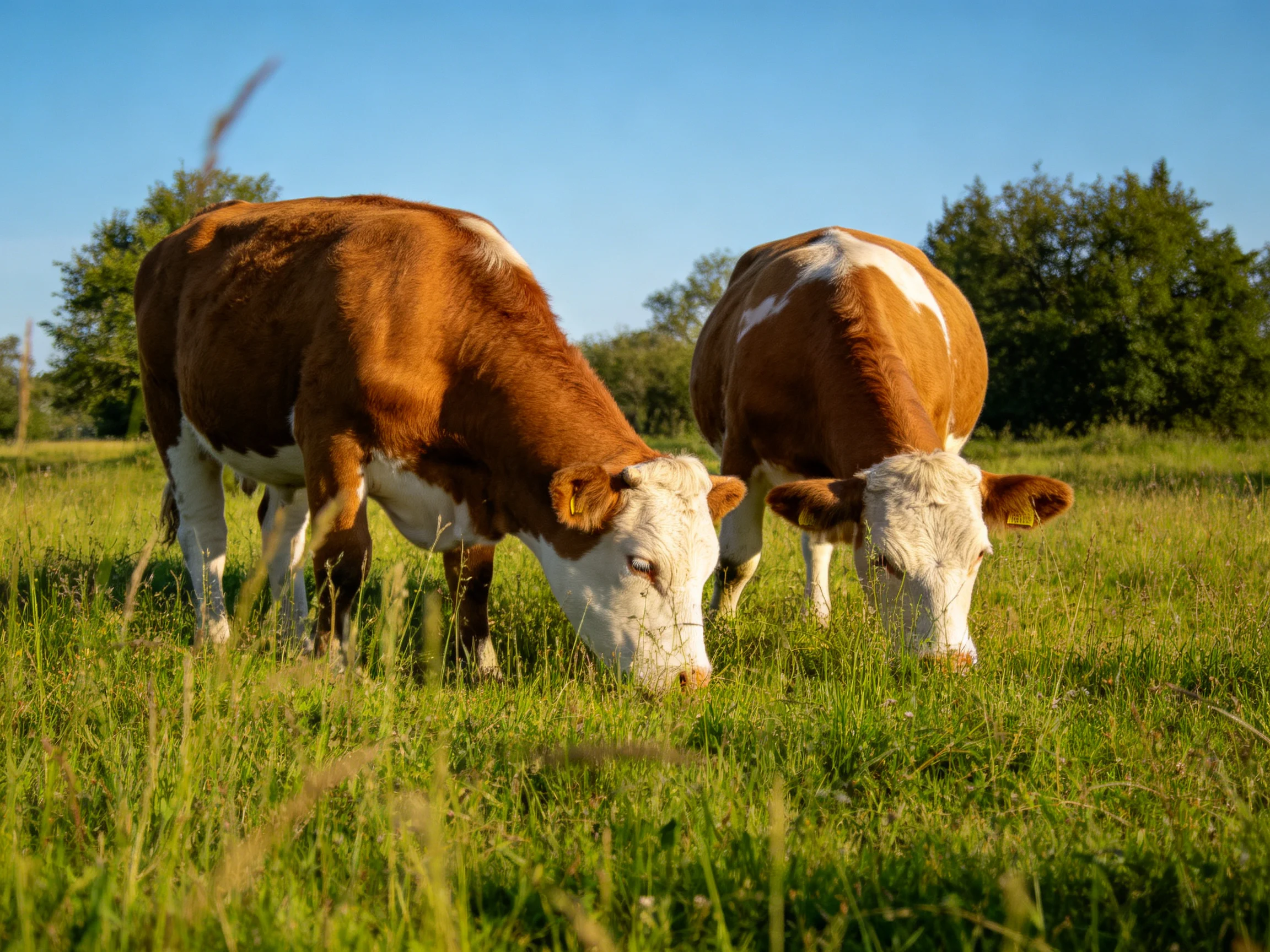 Two brown and white cows graze in a sunlit pasture.