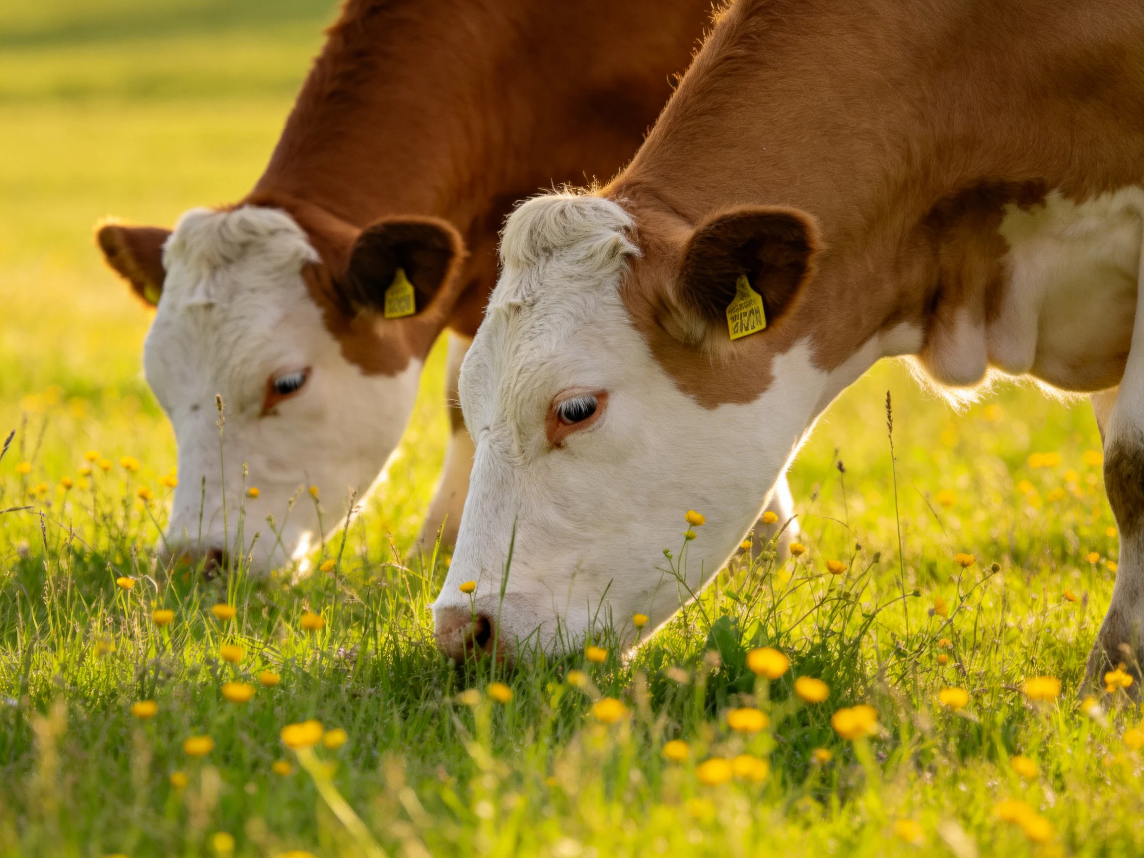 Two brown-and-white cows graze in a sunlit meadow with yellow wildflowers