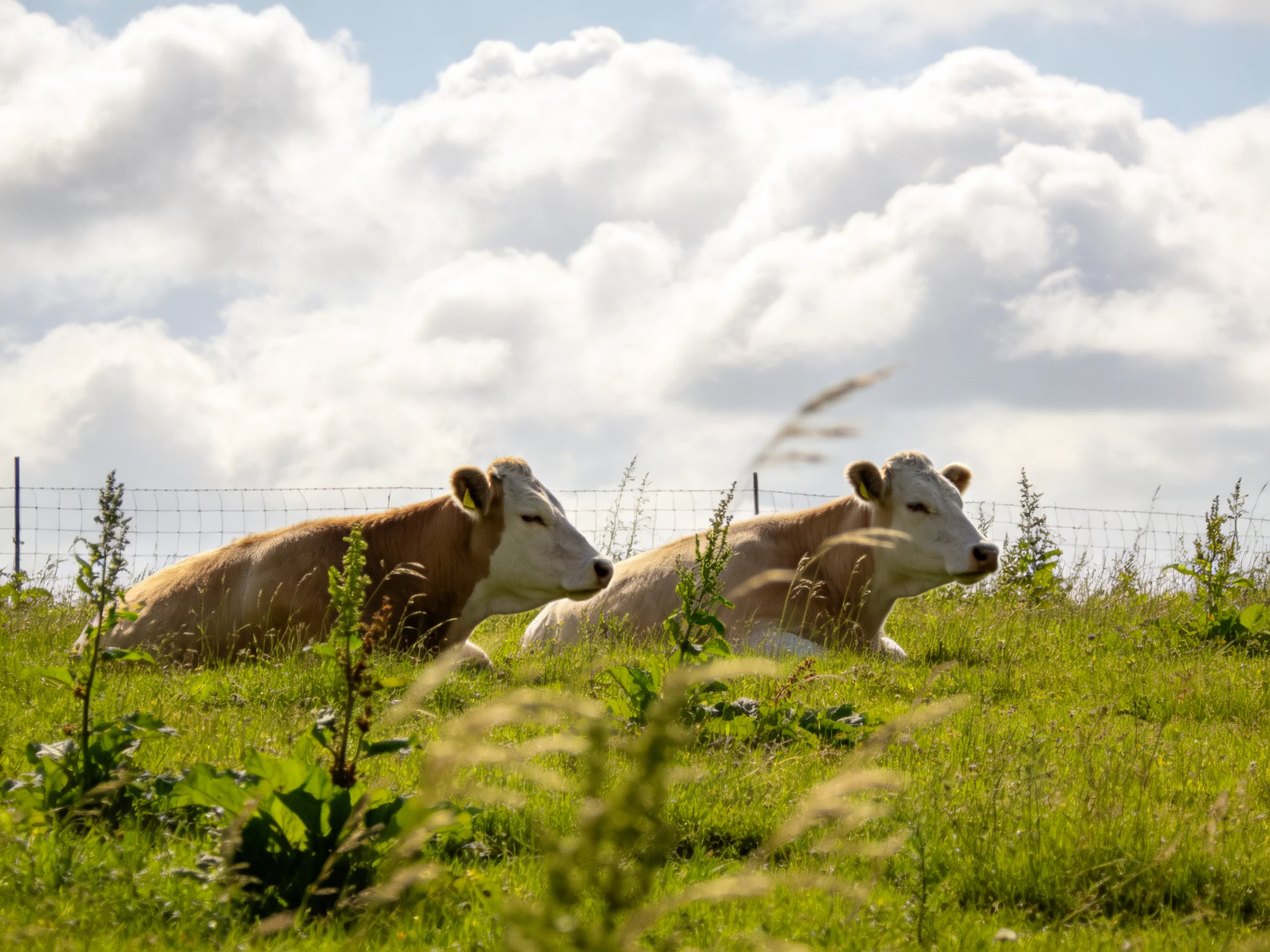 Two cows rest in a grassy field with a fence and cloudy sky.