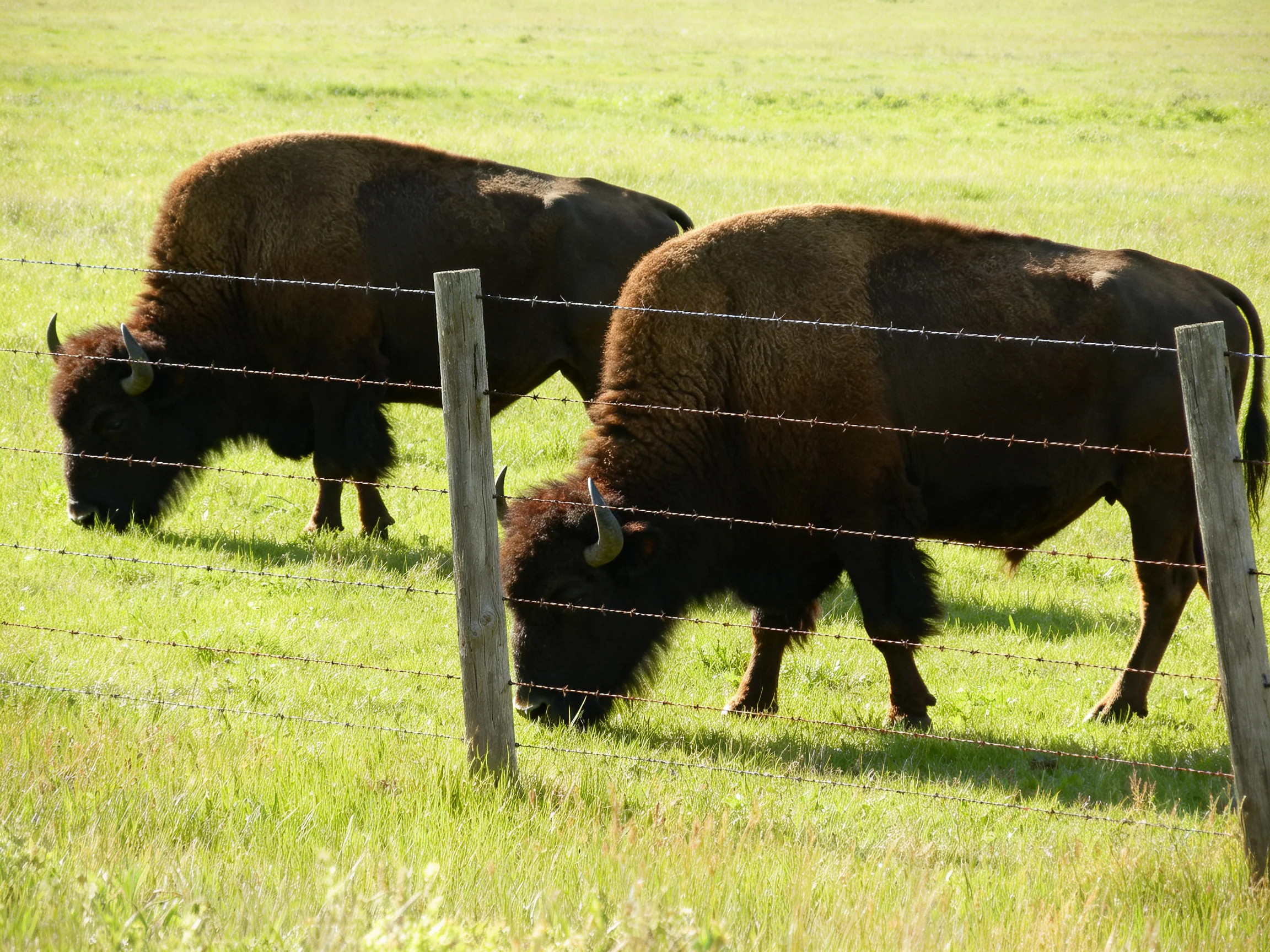 Two brown bison graze near a barbed wire fence in a lush green meadow