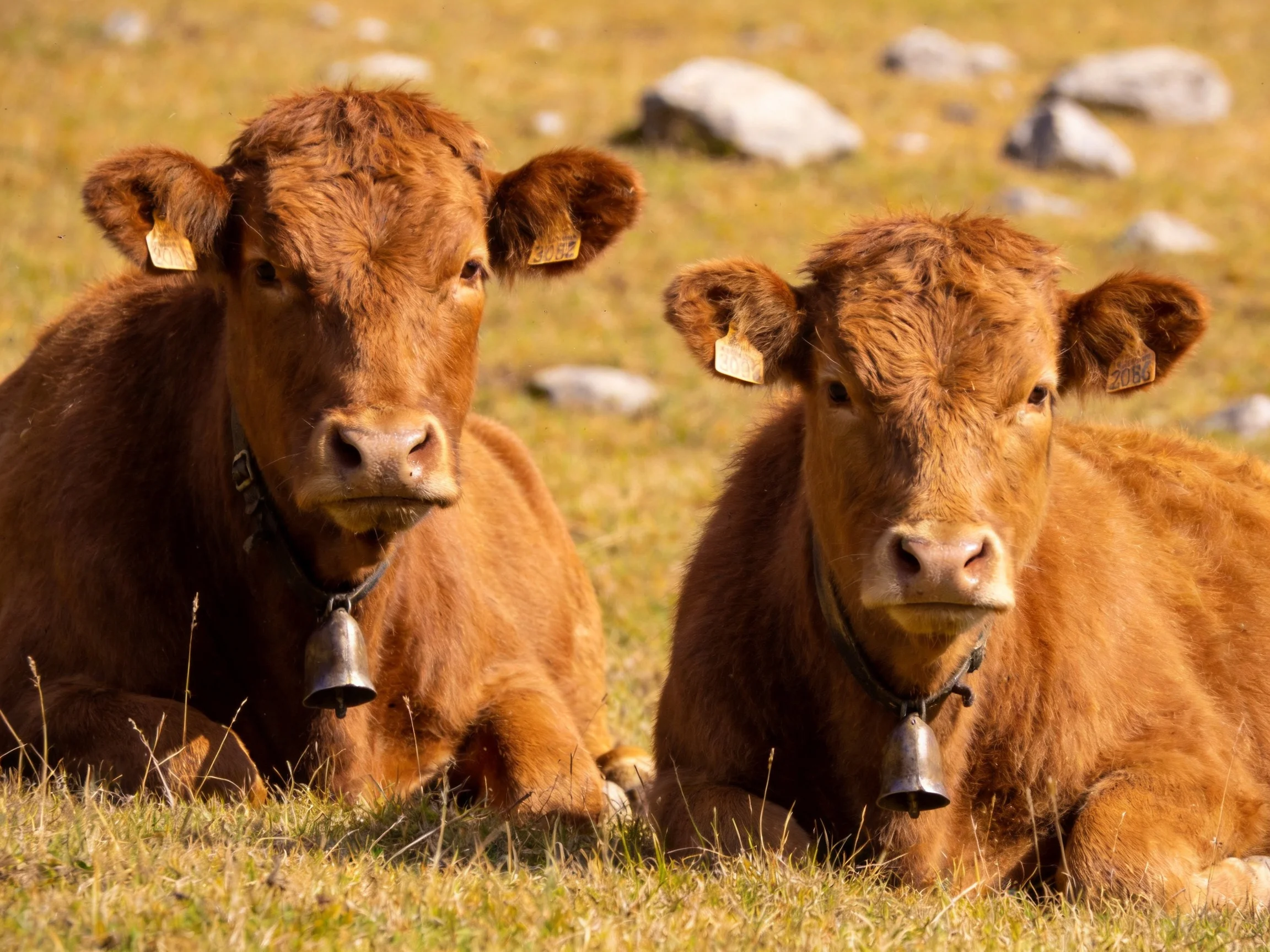 Two brown calves resting in a sunlit rocky meadow