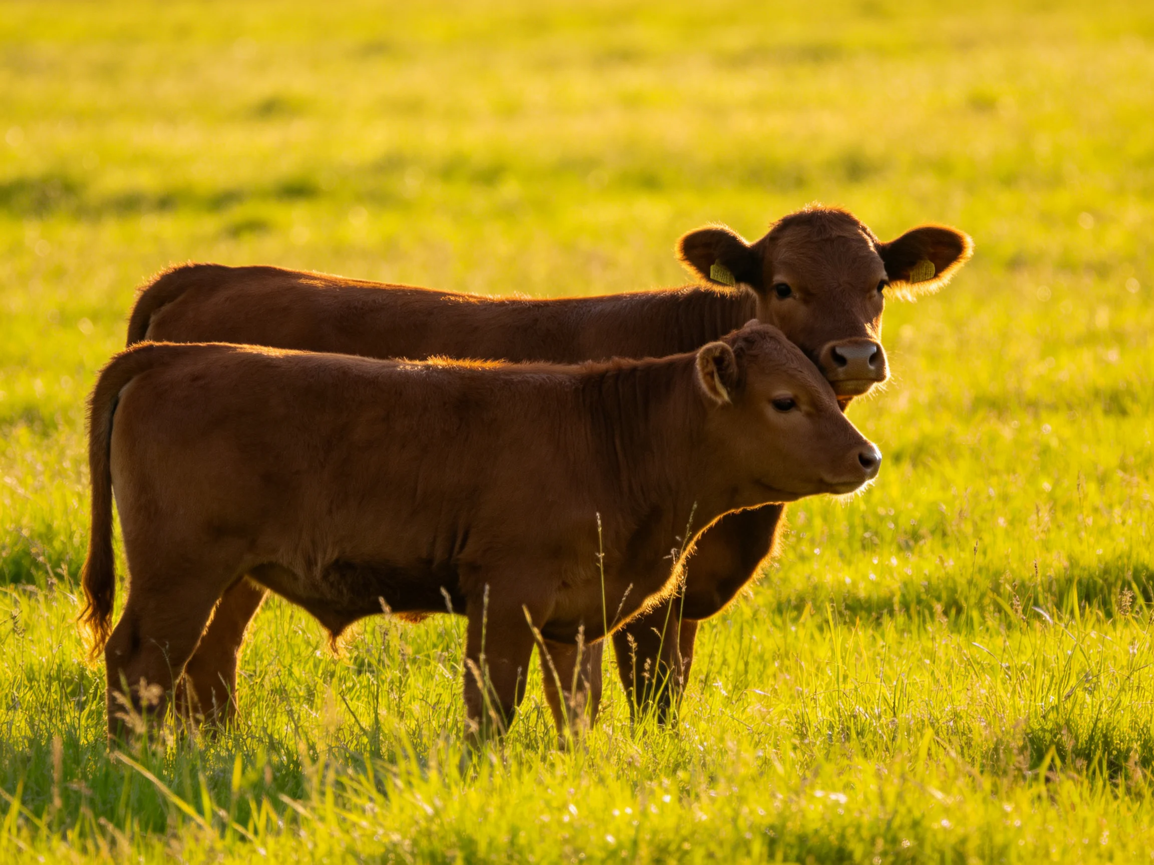 Two brown calves stand in a sunlit green pasture