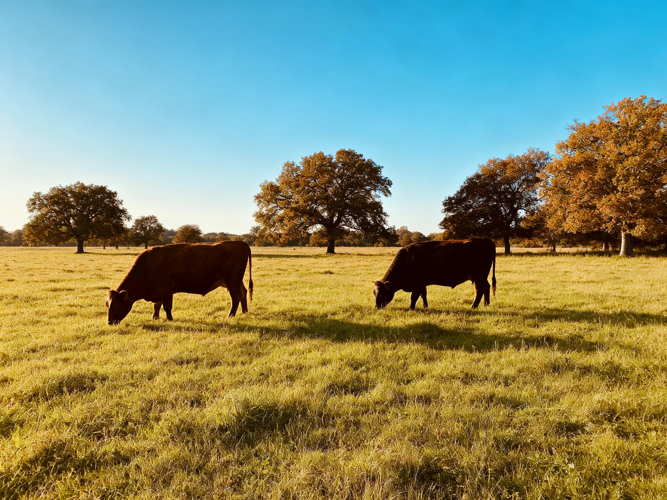Two brown cows graze in a golden meadow with autumnal trees