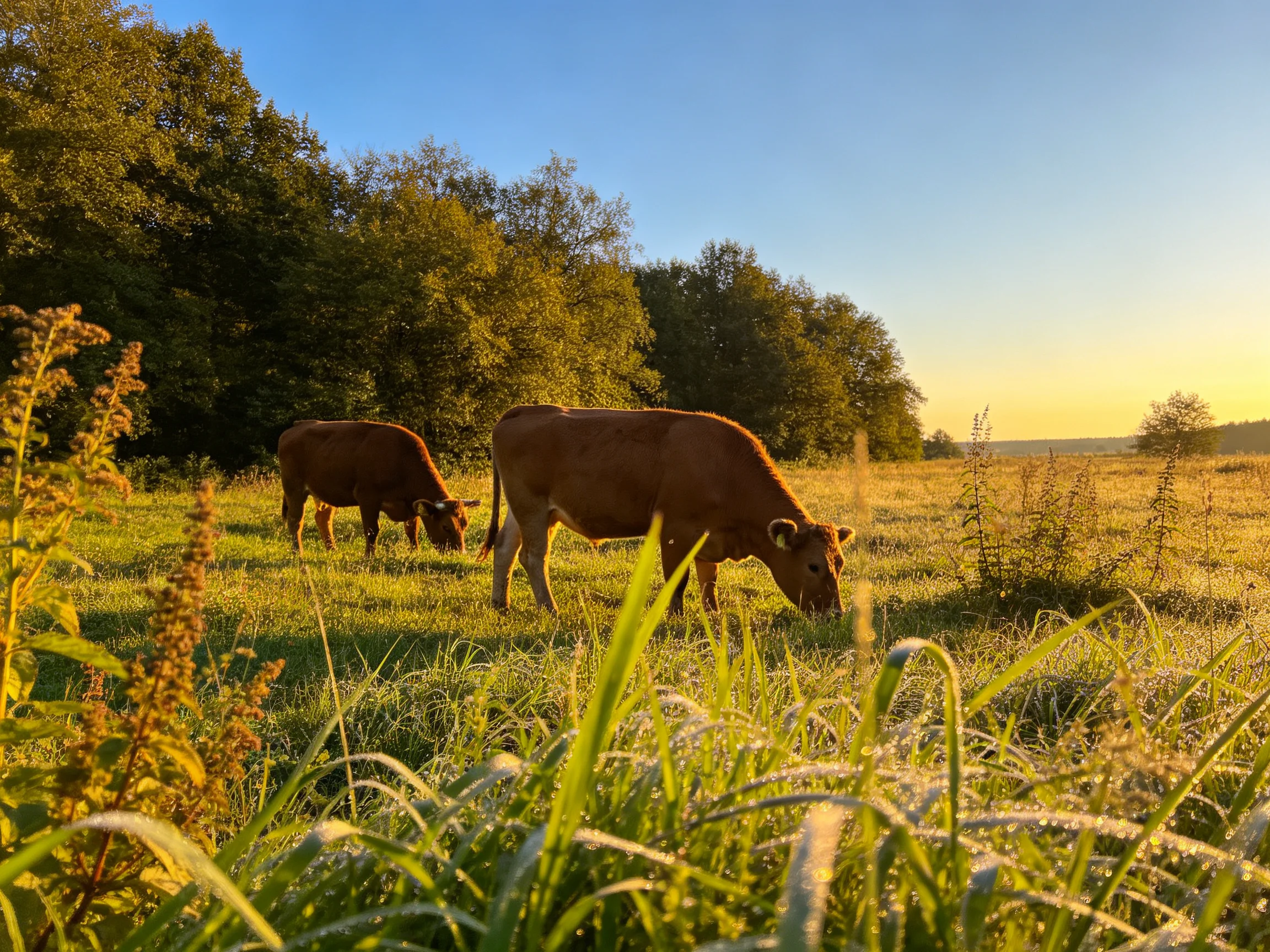 Two brown cows graze in a sunlit meadow with lush trees.
