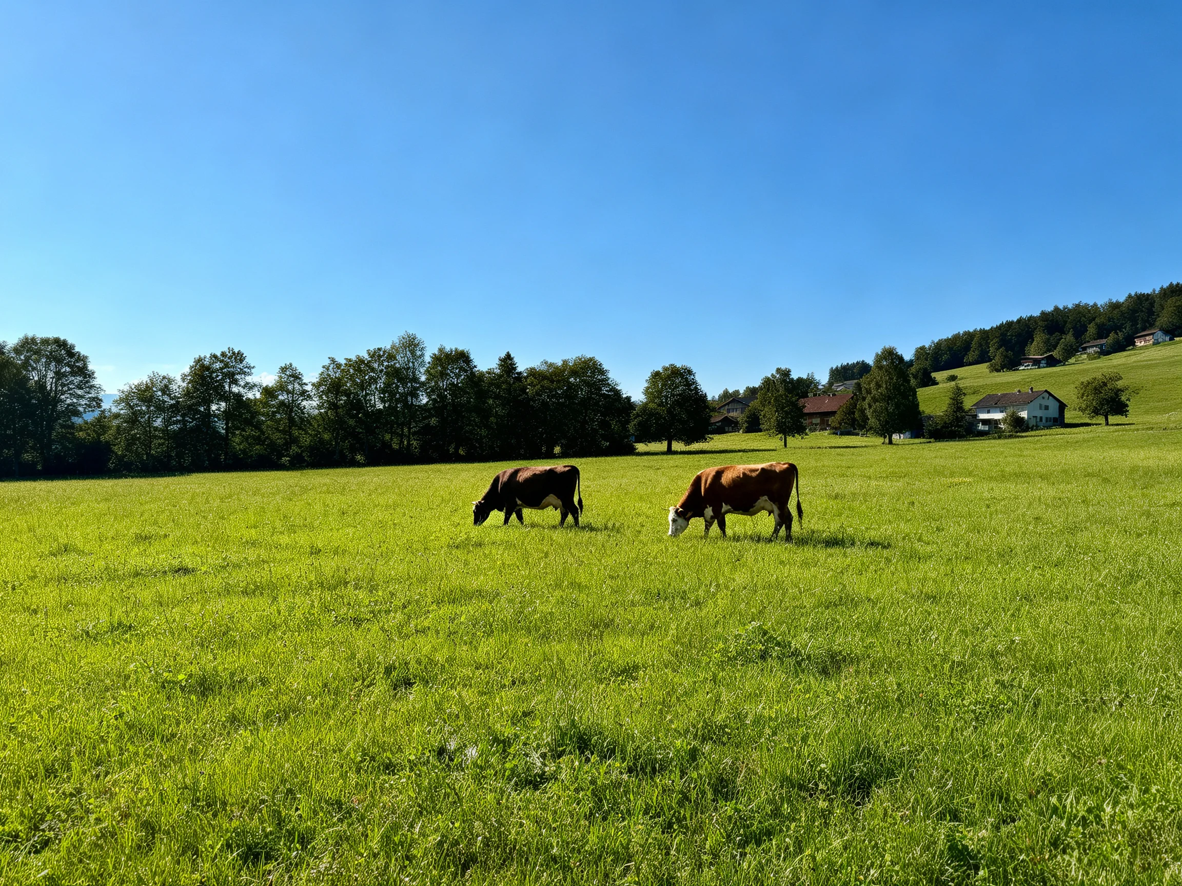 Two brown cows graze in a vast green pasture under a clear blue sky