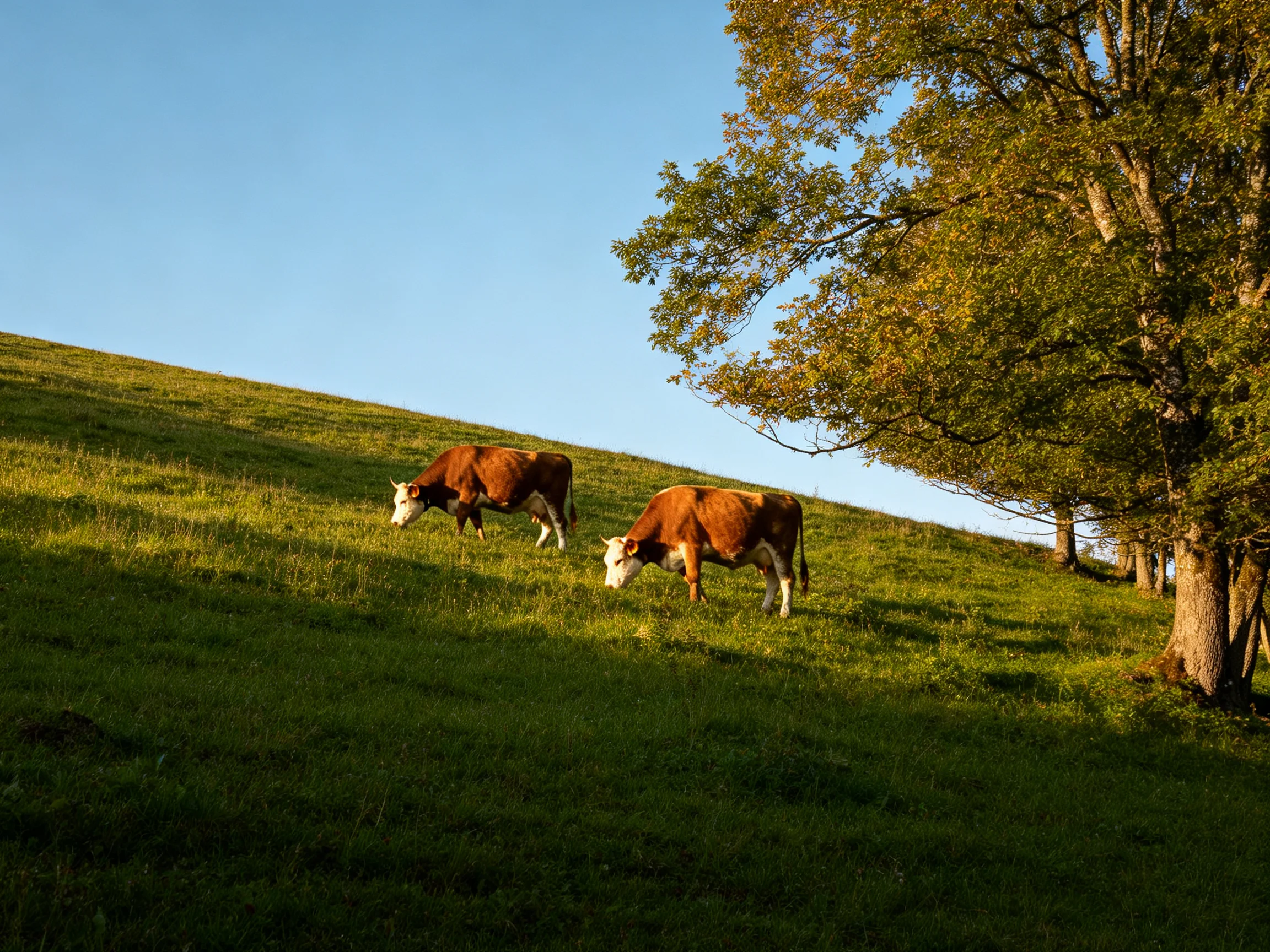 Two brown cows graze on a grassy hillside beside tall trees.