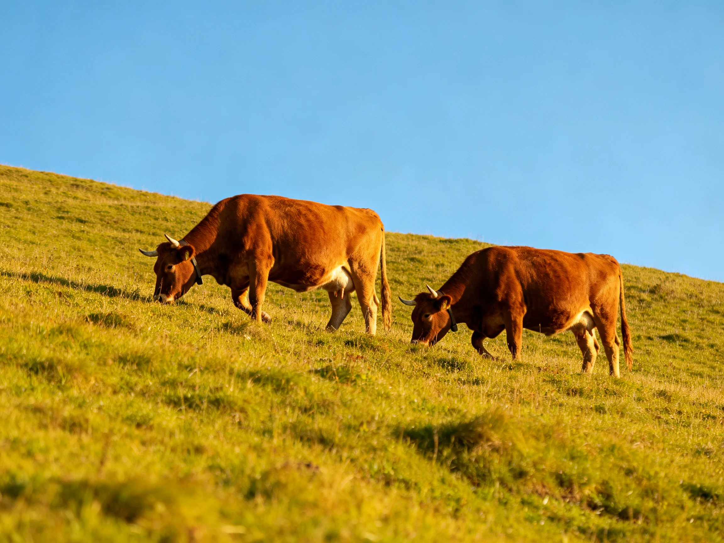 Two brown cows graze on a sunlit green hillside under clear blue sky