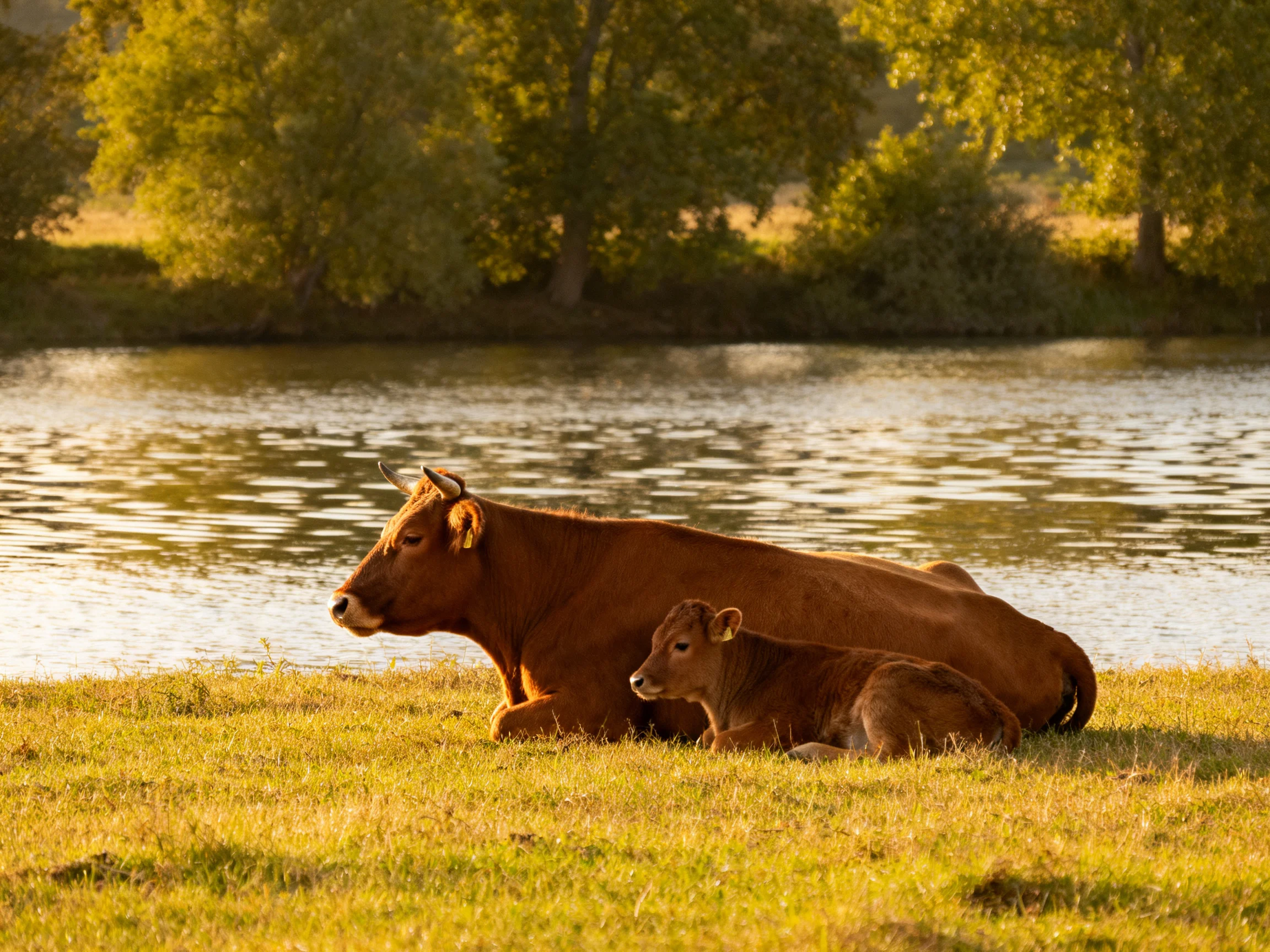 Two brown cows rest by a calm river in golden sunlight