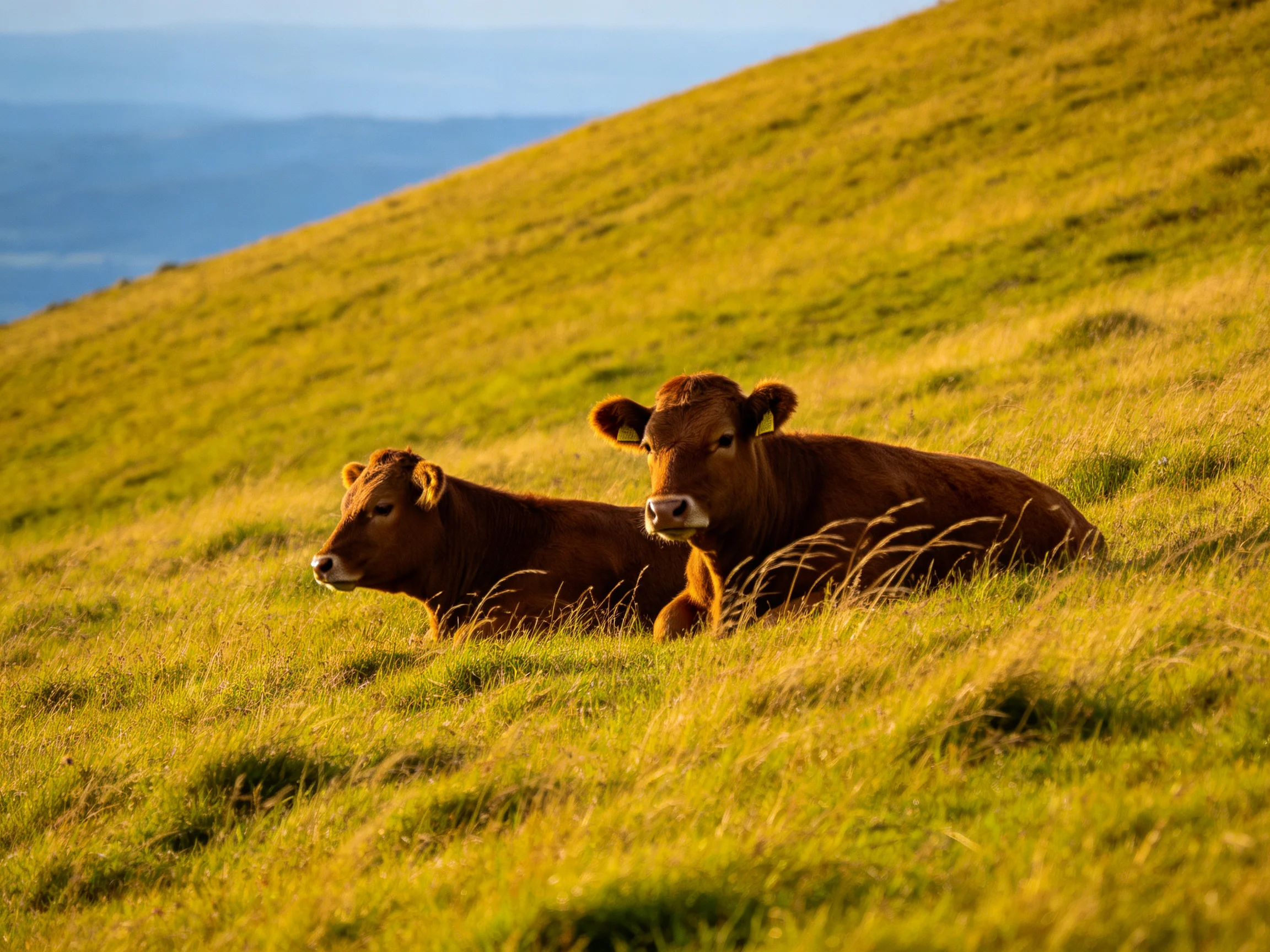 Two brown cows resting on a golden-green grassy hillside