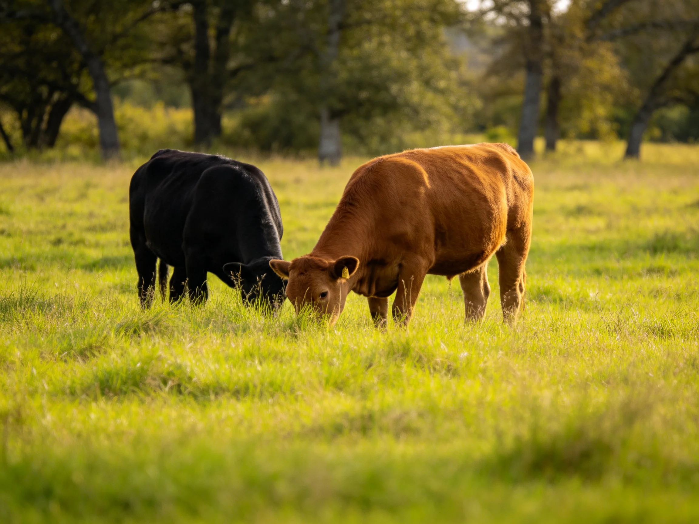 Two cows graze in a sunlit green pasture near trees