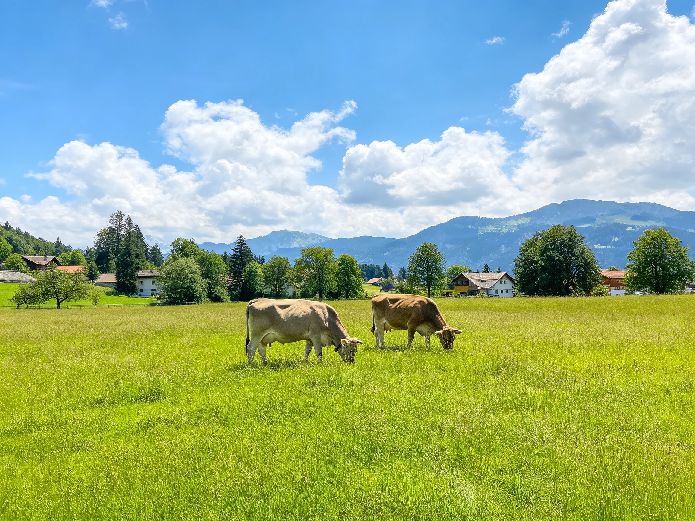 Two cows graze in a verdant meadow near mountain villages