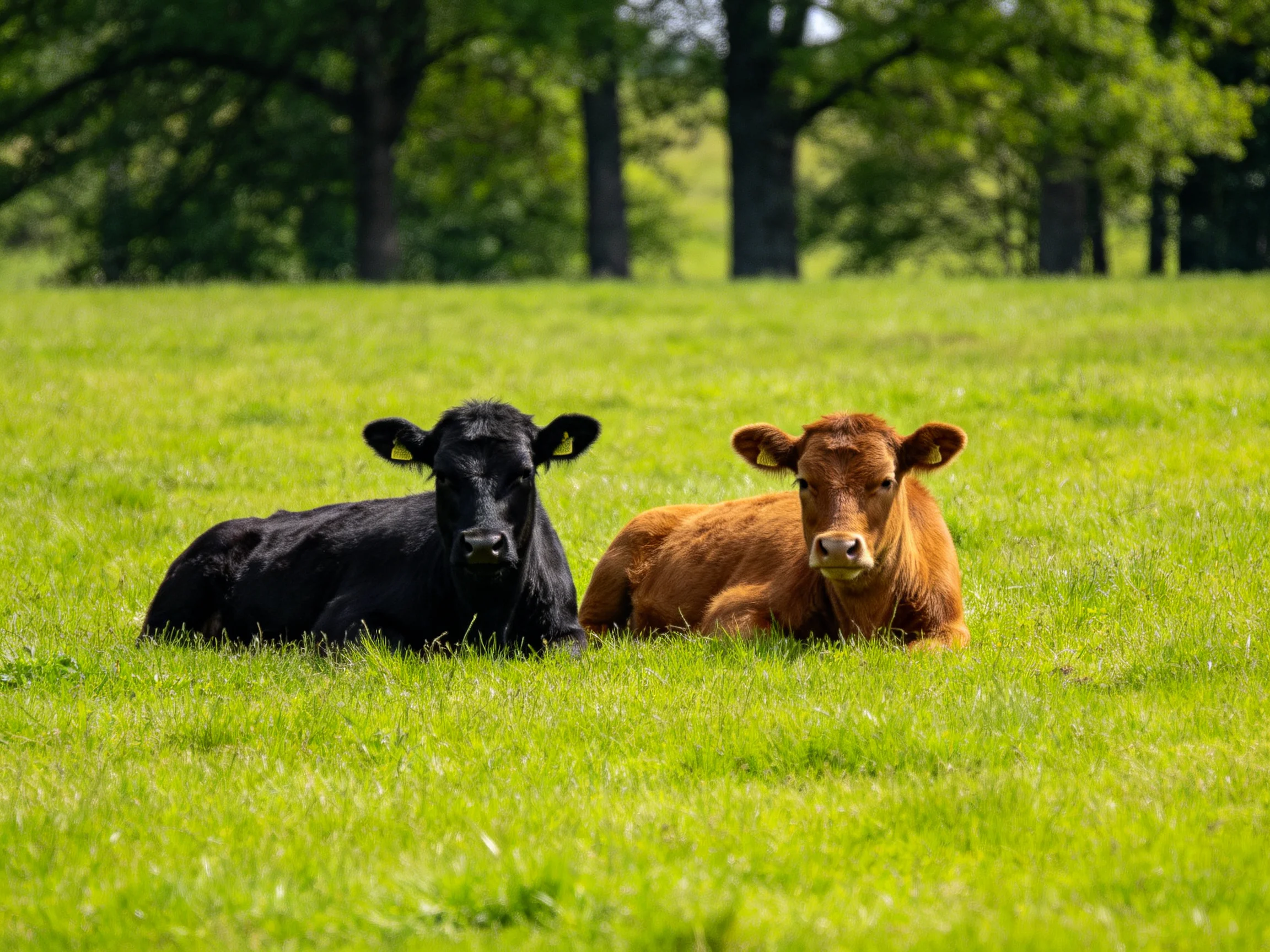 Two cows rest in a lush green pasture near tall trees