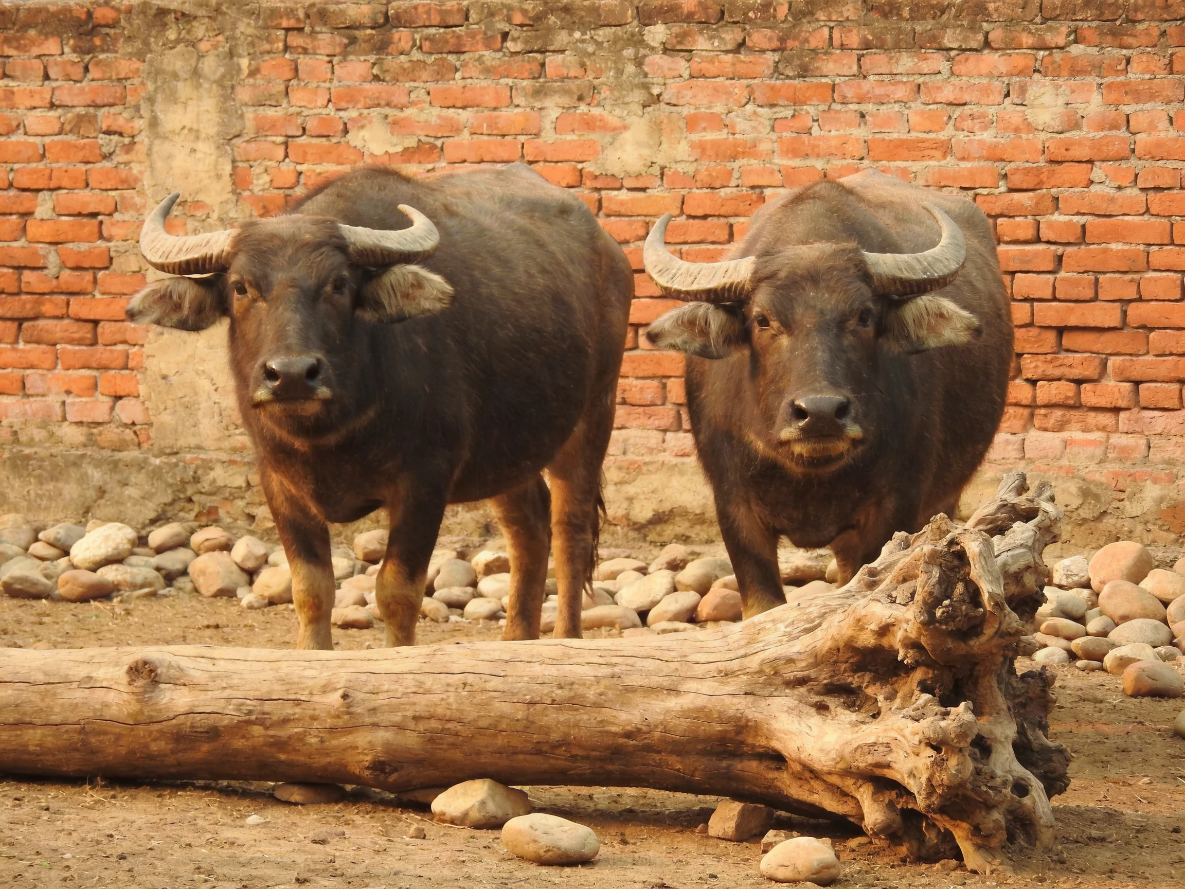 Two dark brown water buffalo near a large driftwood log against a red brick wall