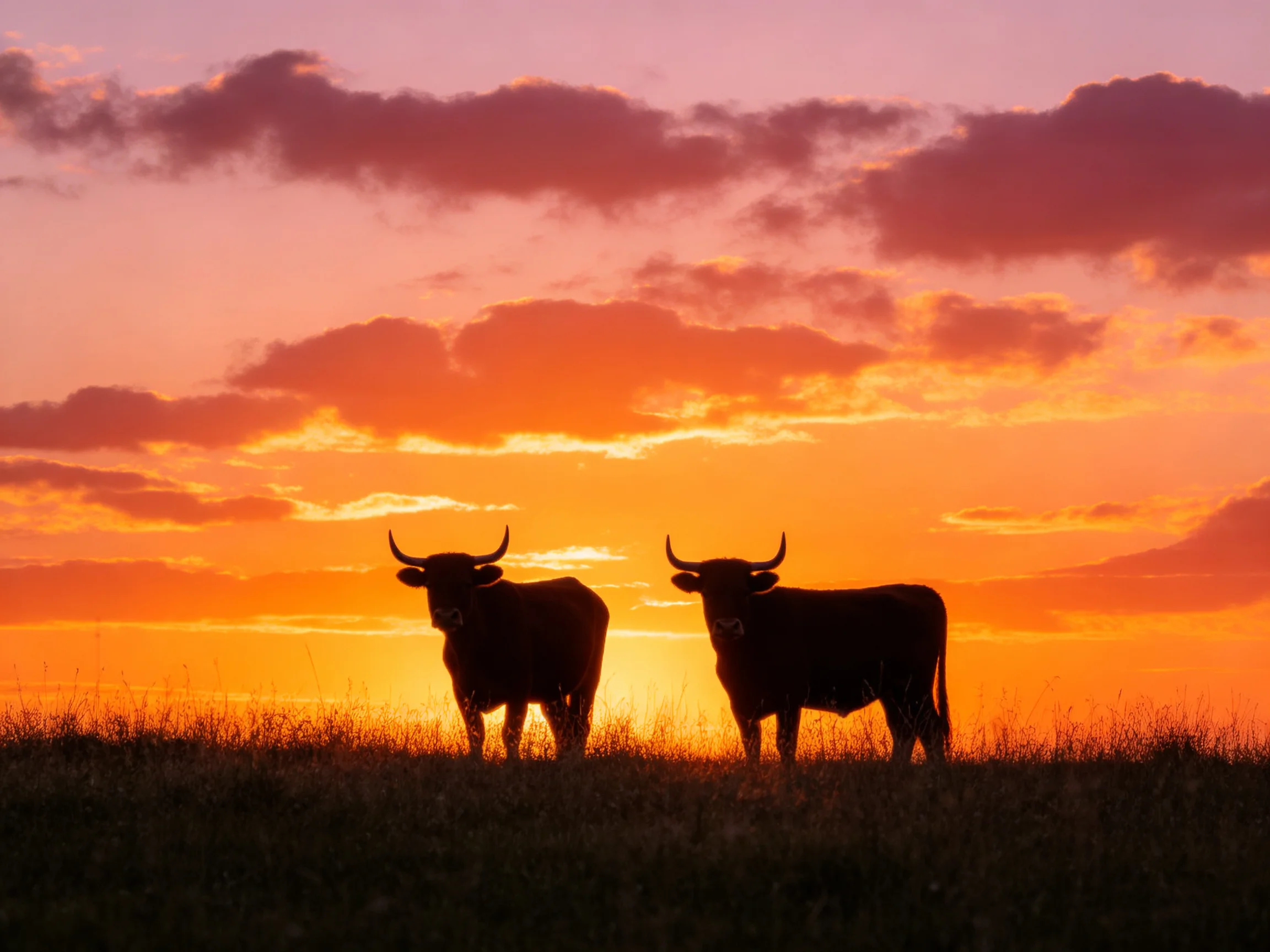 Two horned cattle silhouetted against a colorful sunset sky