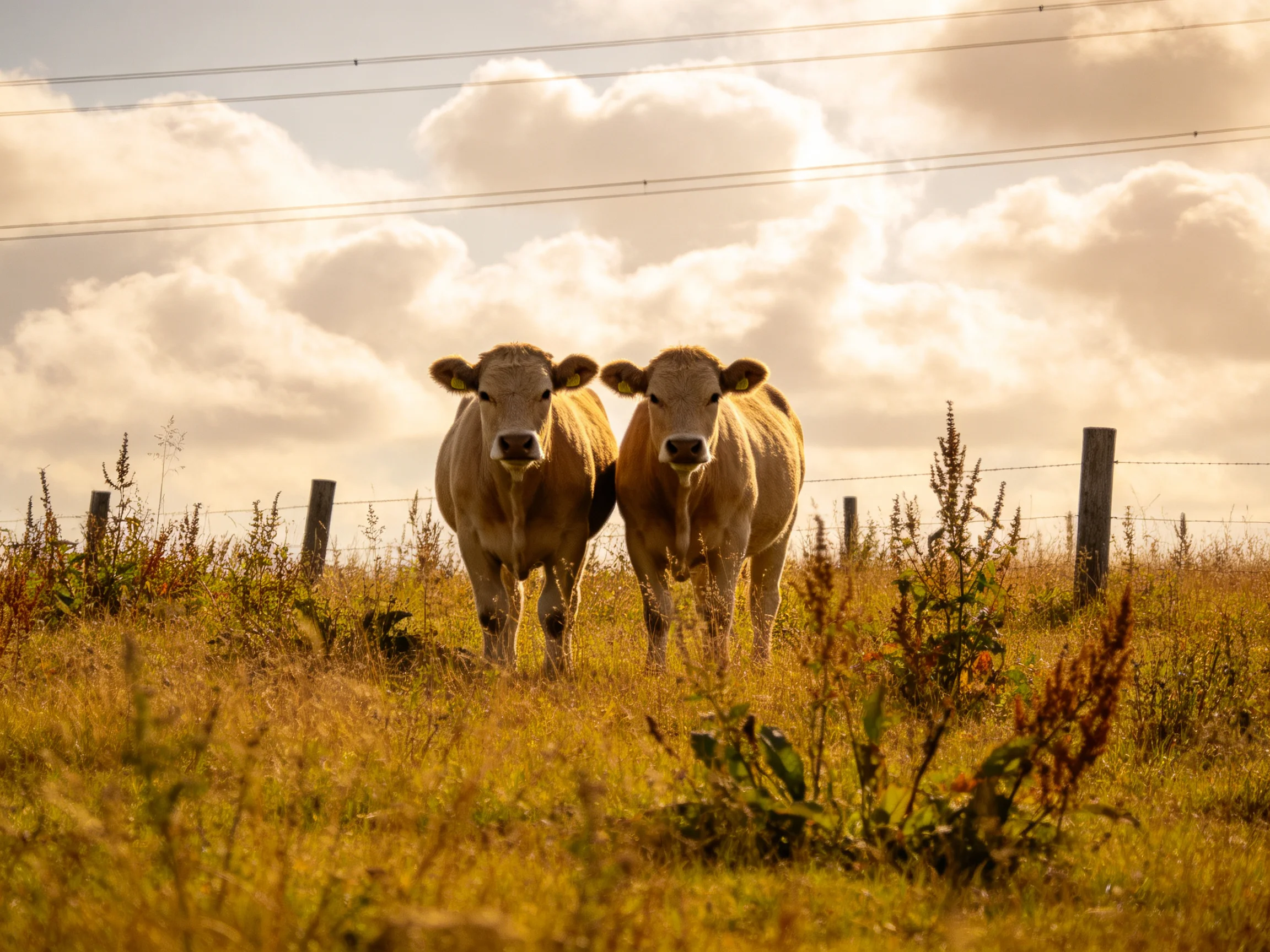 Two light-brown cows in a golden field near a wooden fence