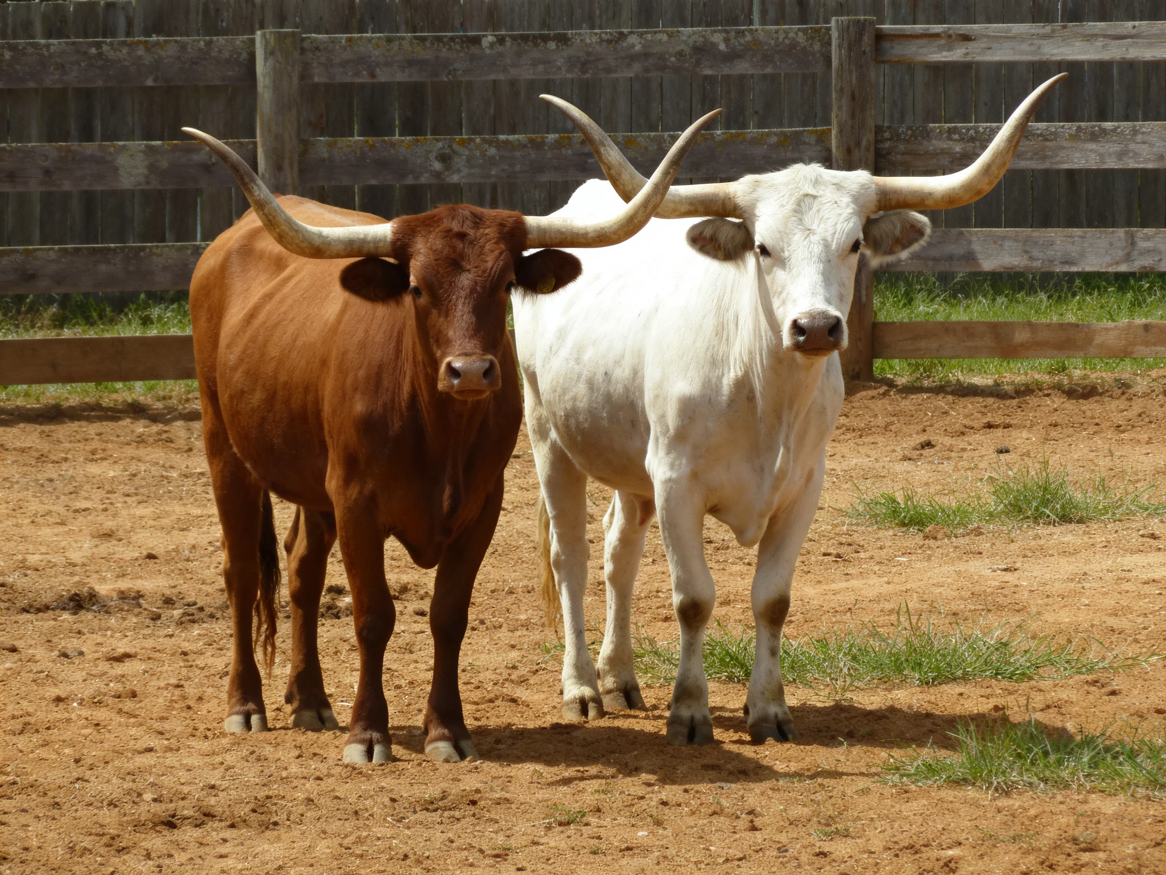 Two longhorn cattle, one brown and one white, near a wooden fence