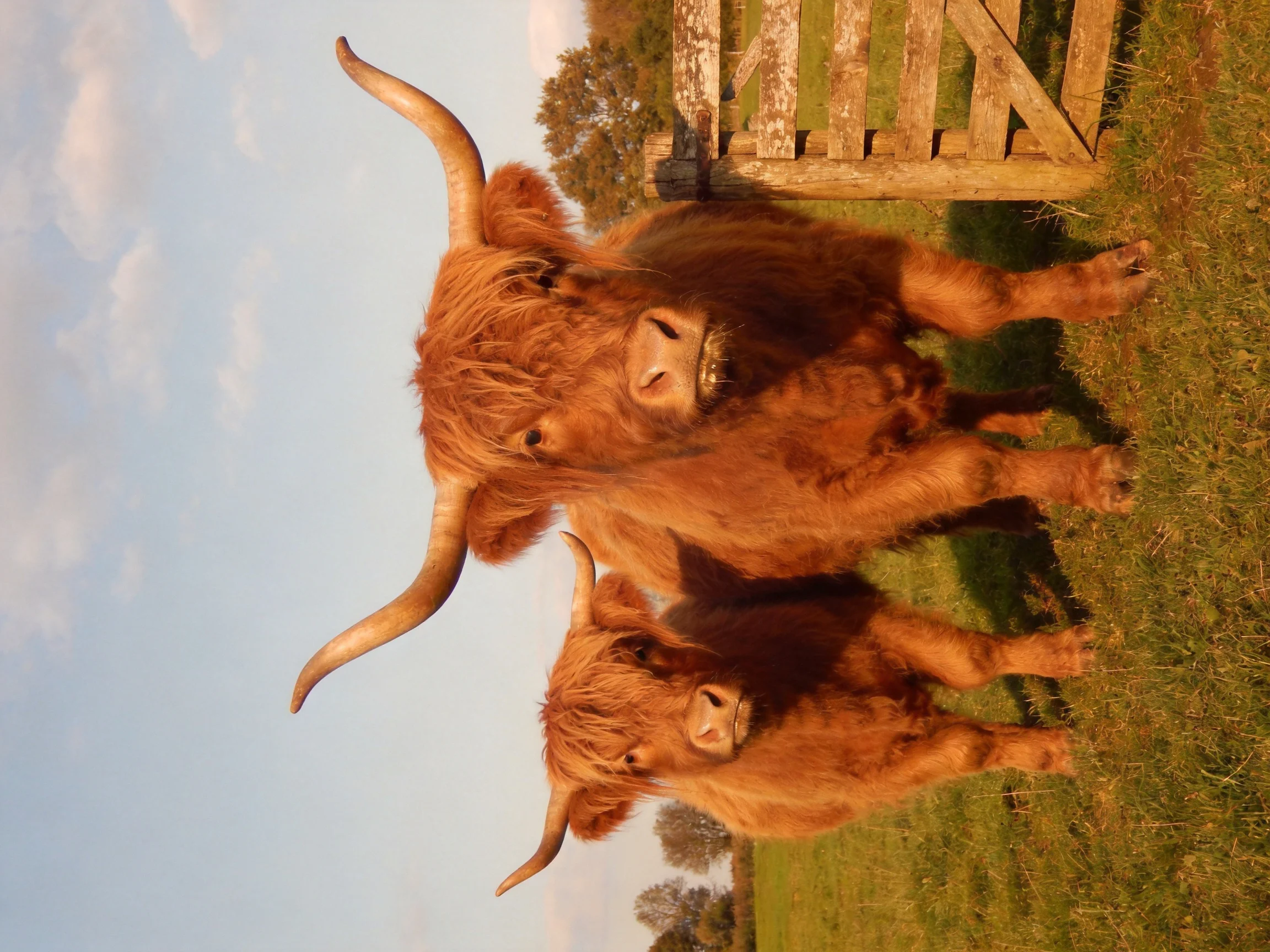 Two reddish - brown Highland cattle near a weathered wooden gate in a sunlit pasture