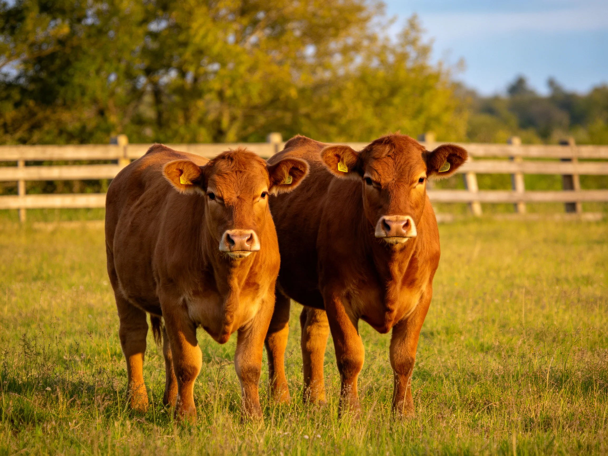Two reddish-brown calves stand together in a sun-drenched pasture near a wooden fence