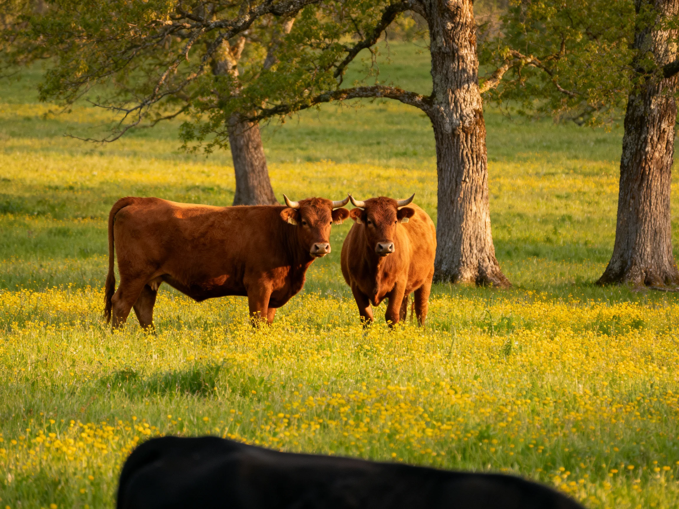 Two reddish-brown cattle stand in a sunlit meadow with yellow flowers and trees.