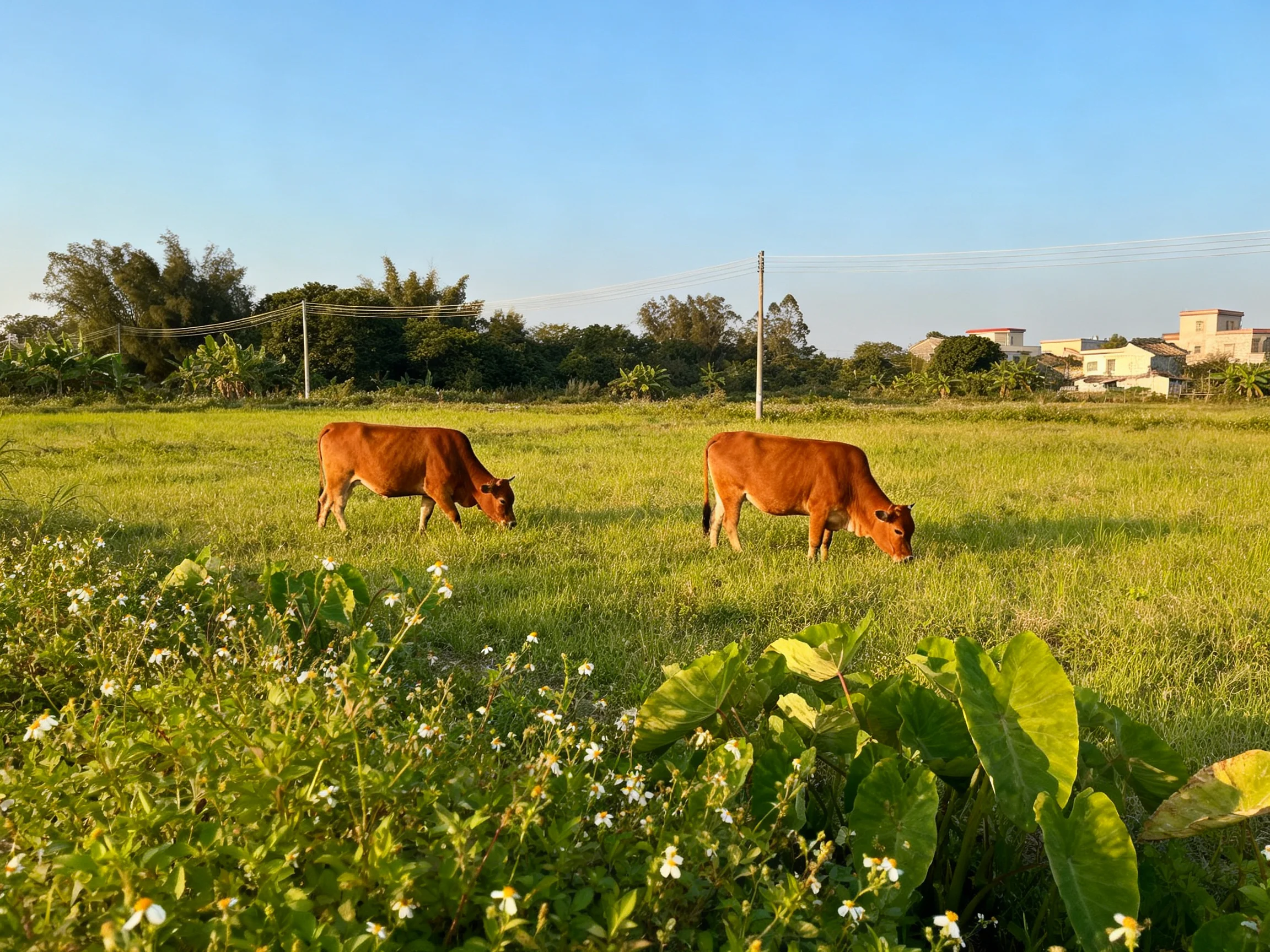 Reddish-brown cows graze in a lush green pasture near buildings.