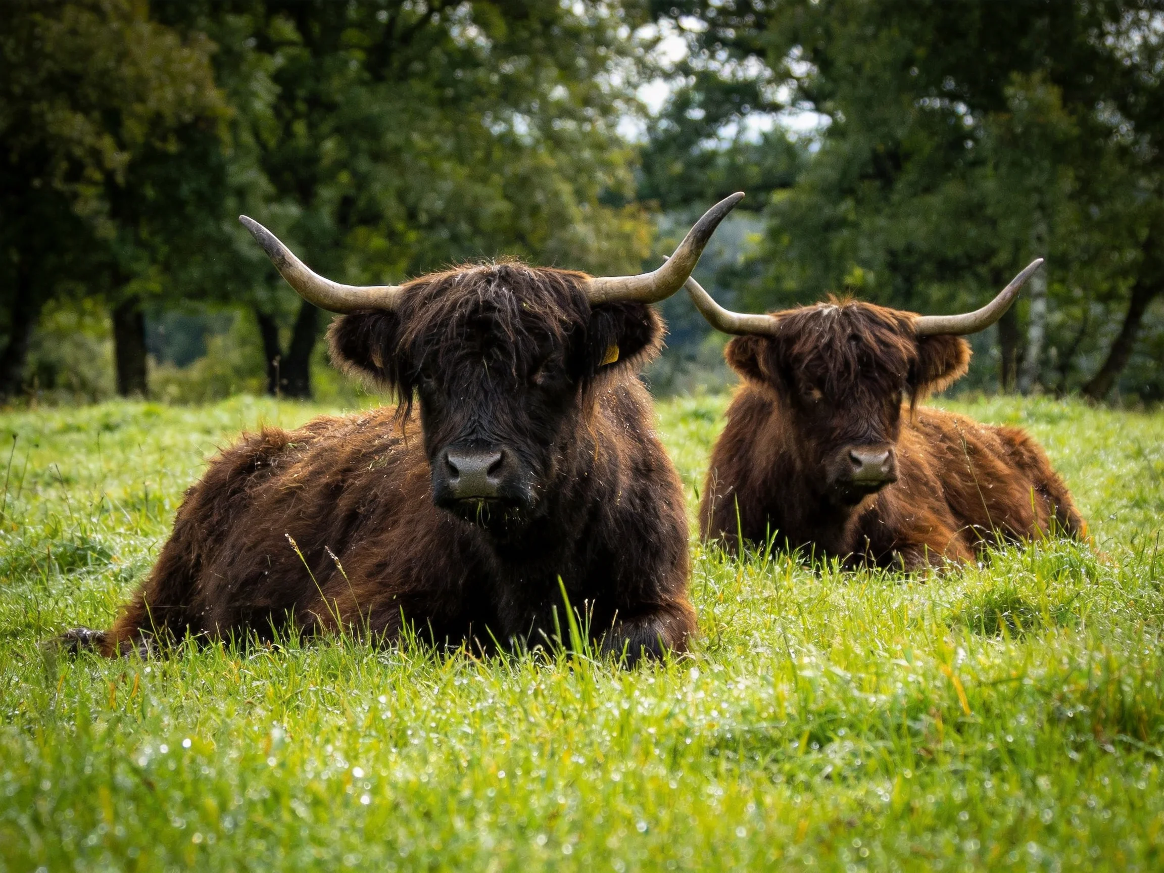 Two shaggy Highland cattle rest in a verdant meadow near tall trees