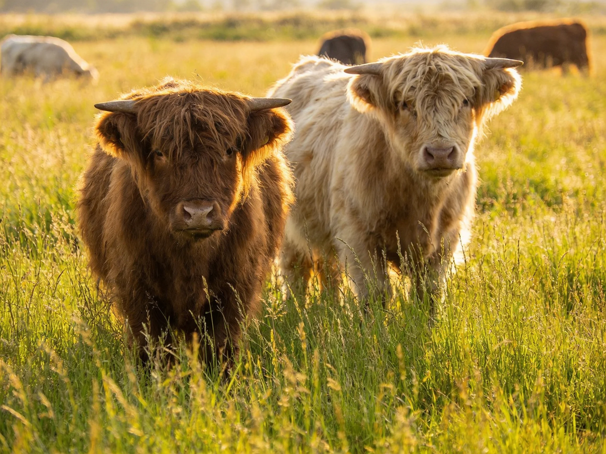 Two shaggy-haired calves, brown and cream, stand in sun-drenched grassland