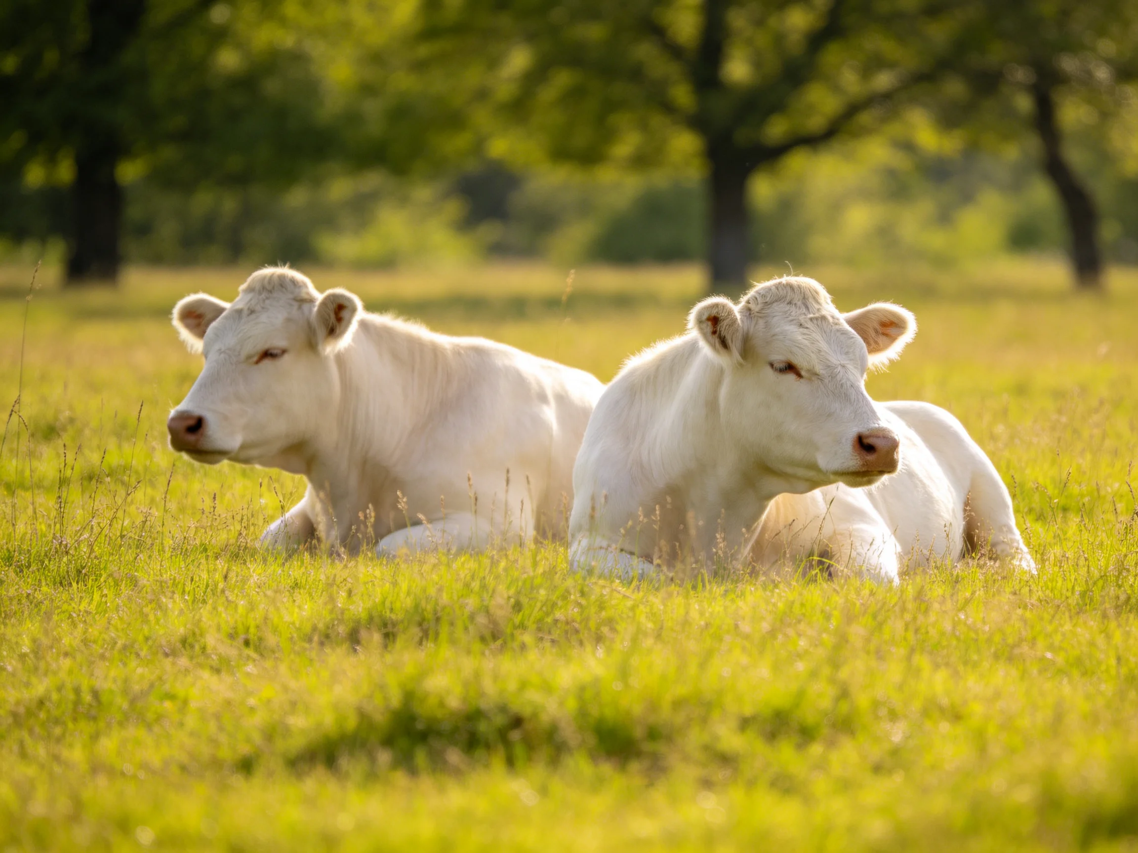 Two white calves rest in a sunlit green pasture with distant trees.