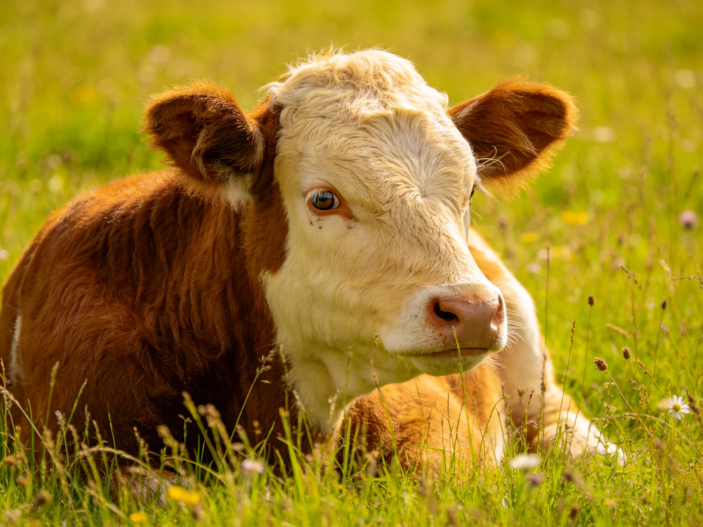 Young brown and cream calf resting in sunlit green pasture