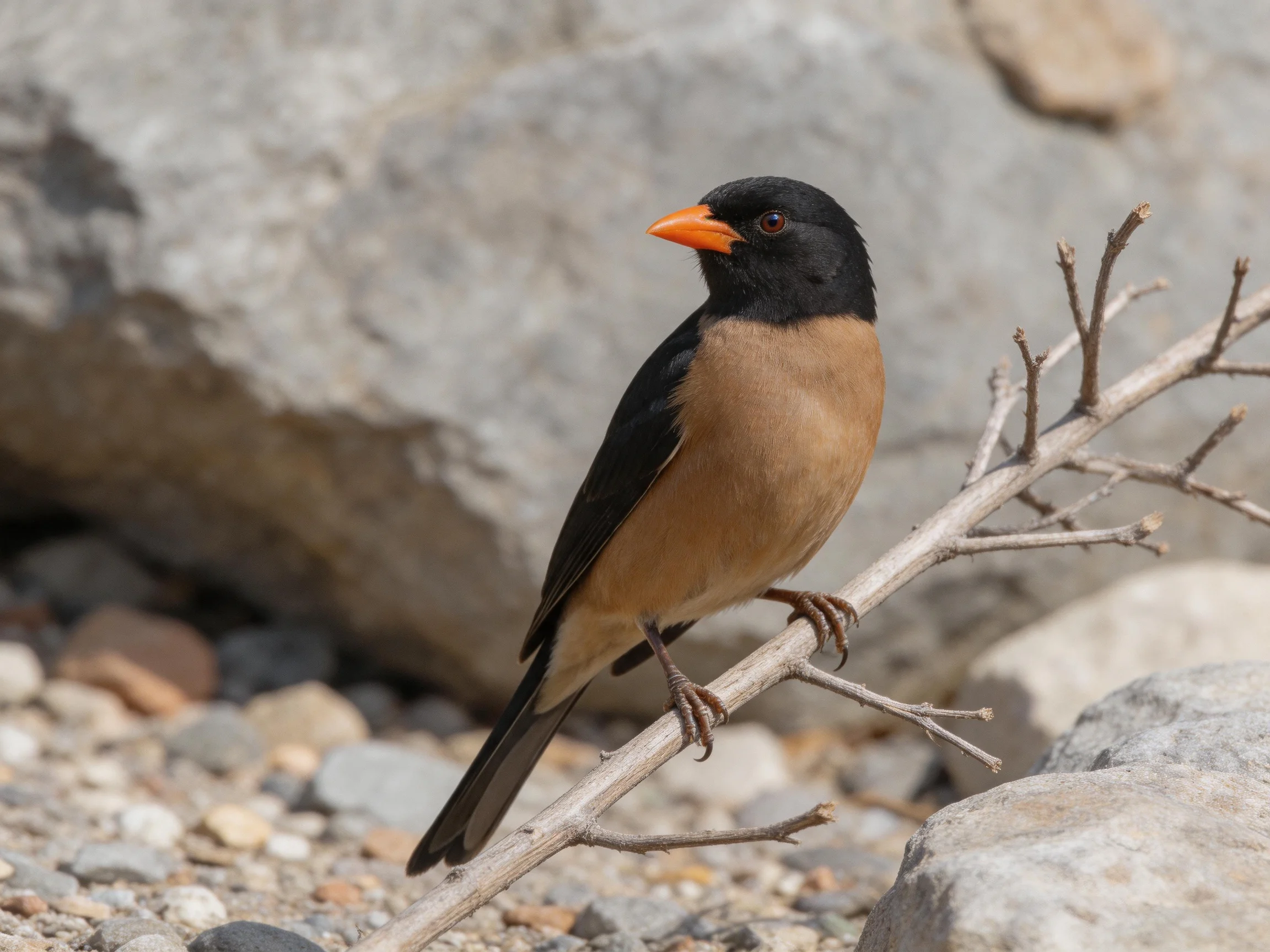 A black-headed bird with an orange beak perches on a bare branch near large rocks