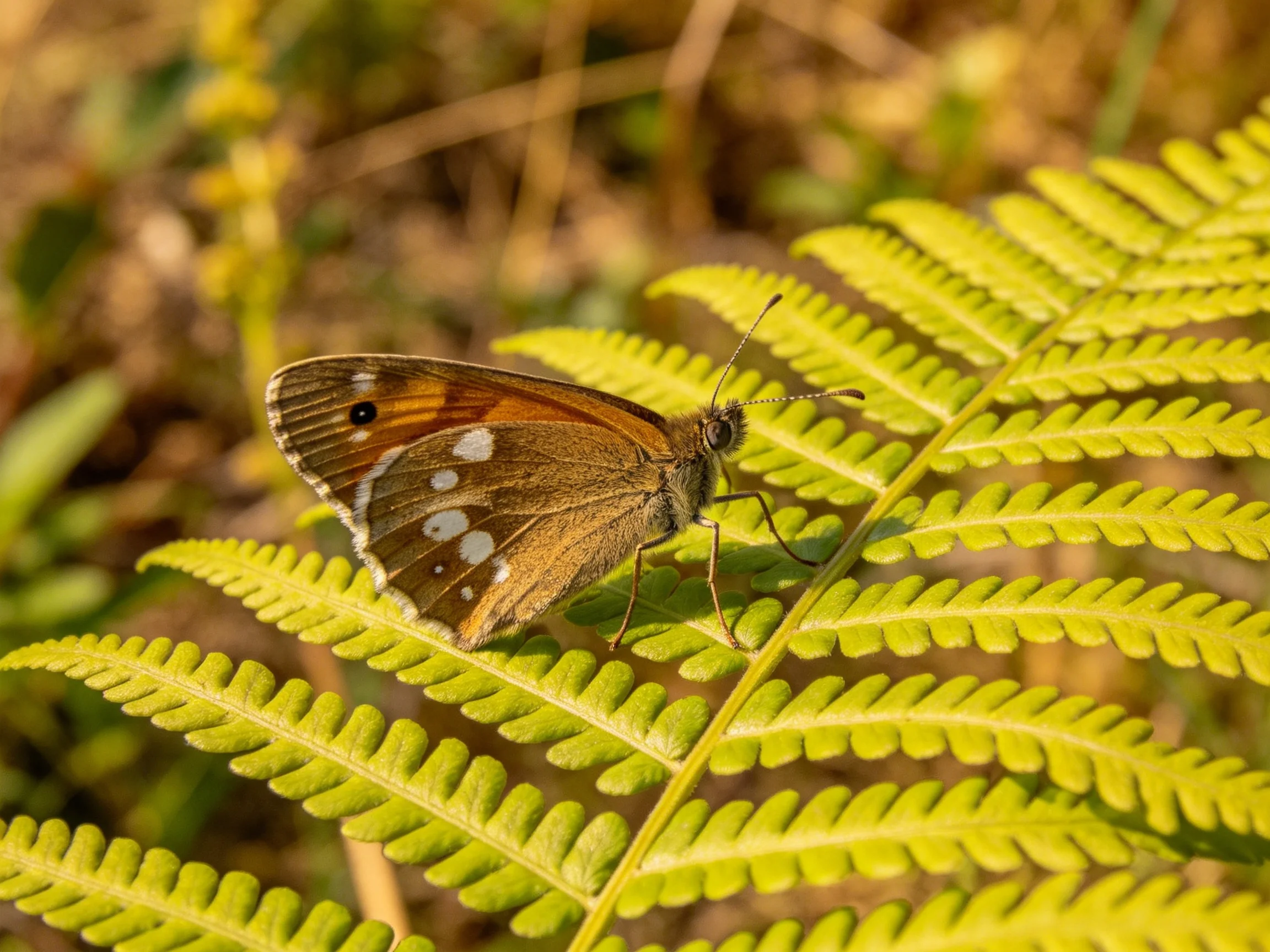 A brown butterfly rests on vibrant green fern fronds