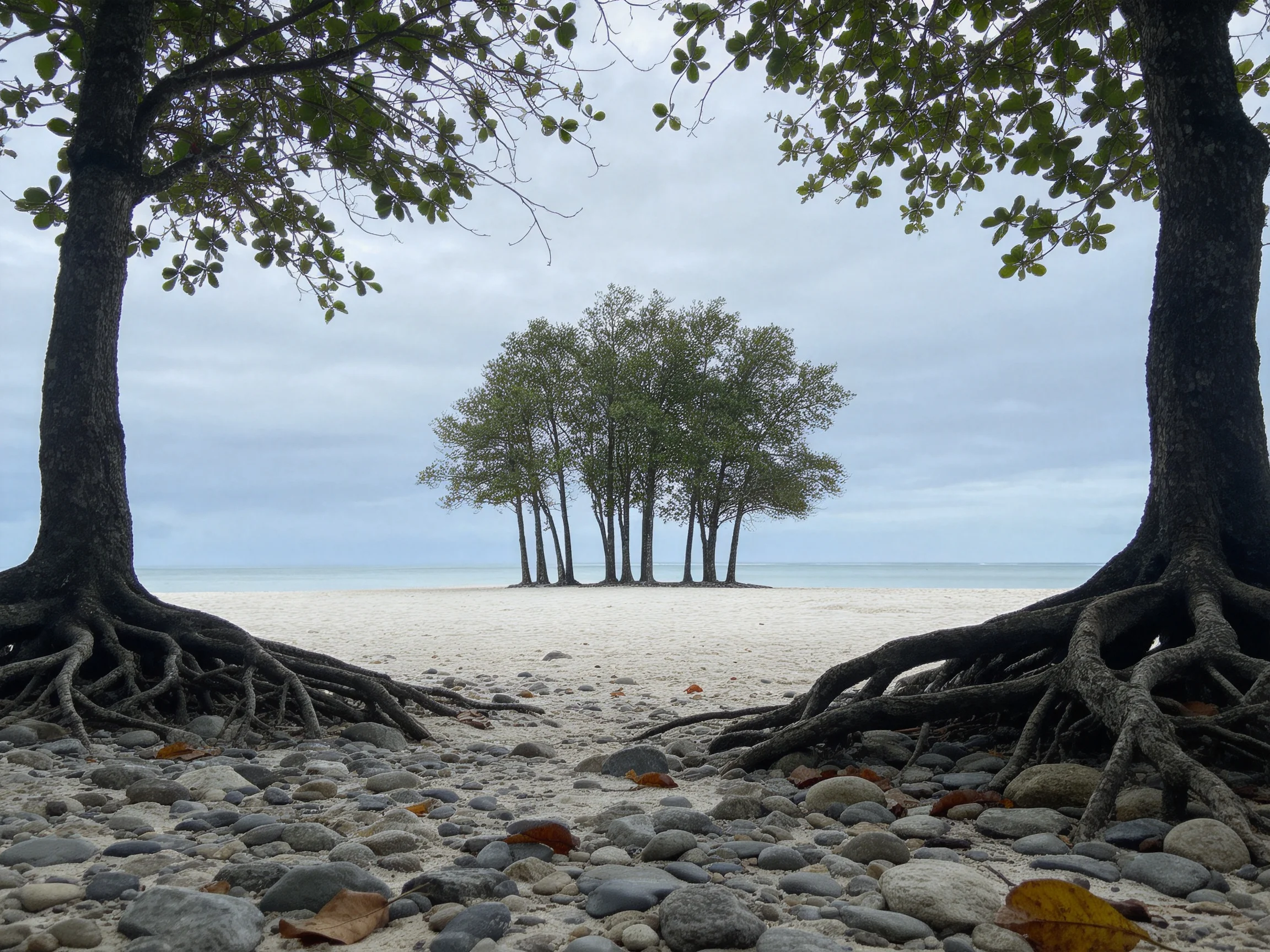 A sandy beach with two large trees framing a cluster of tall green trees near calm waters