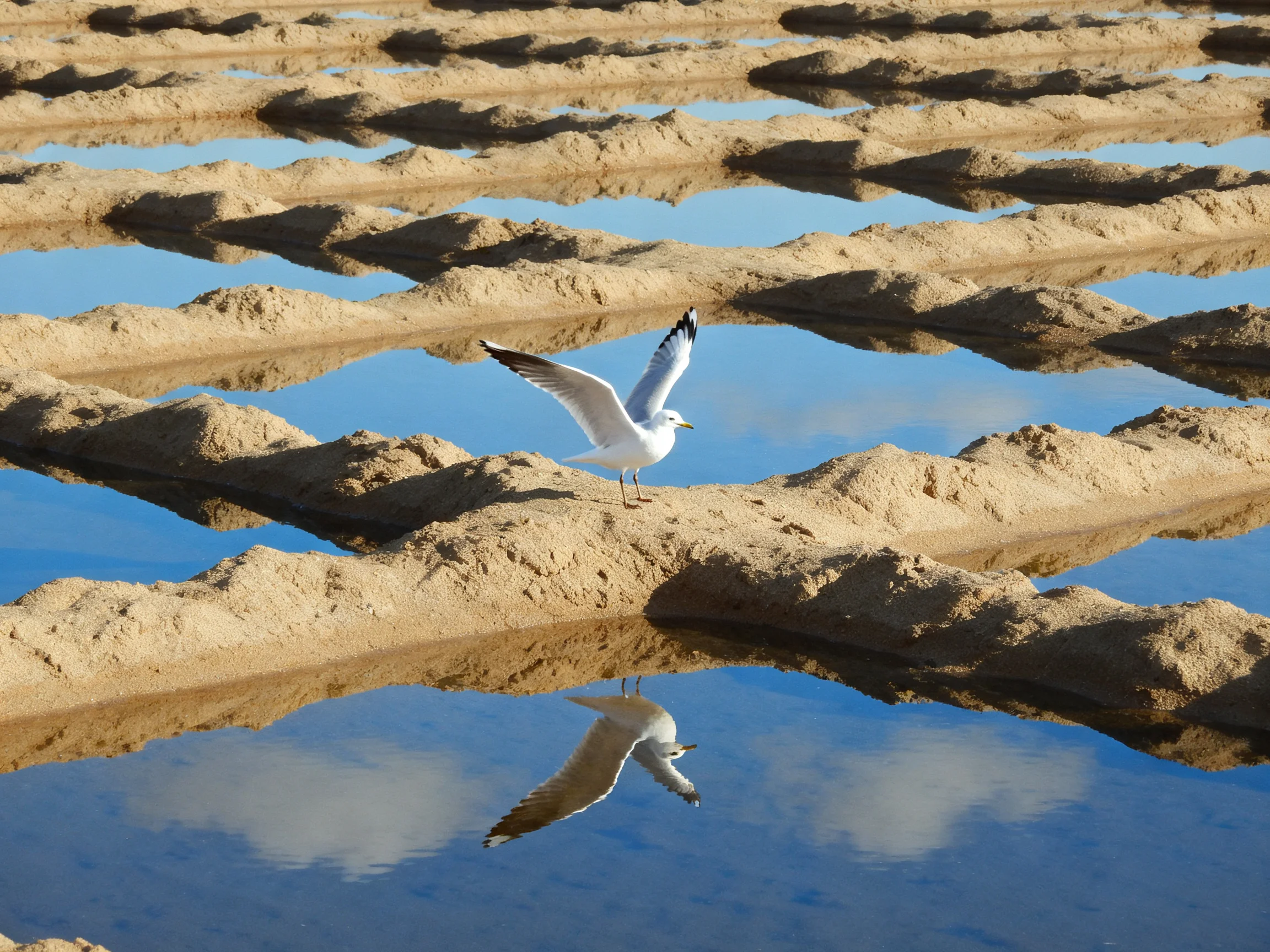 A seagull rests on sandy ridges above reflective water