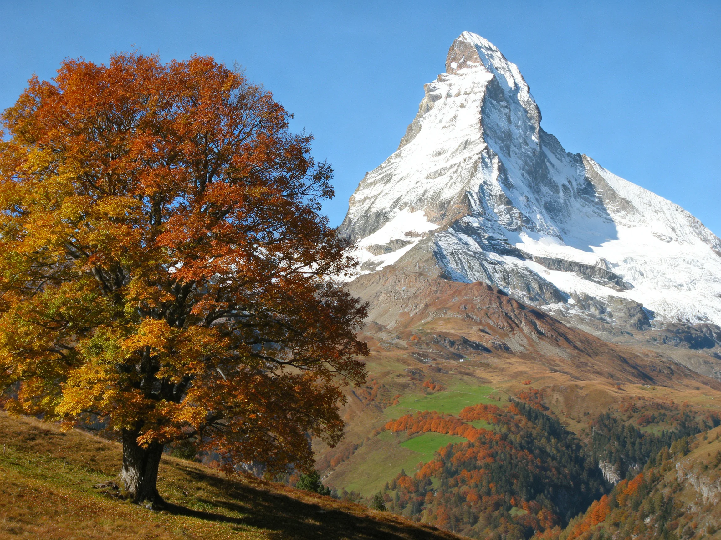 A vibrant autumn tree beside a towering snow-capped mountain