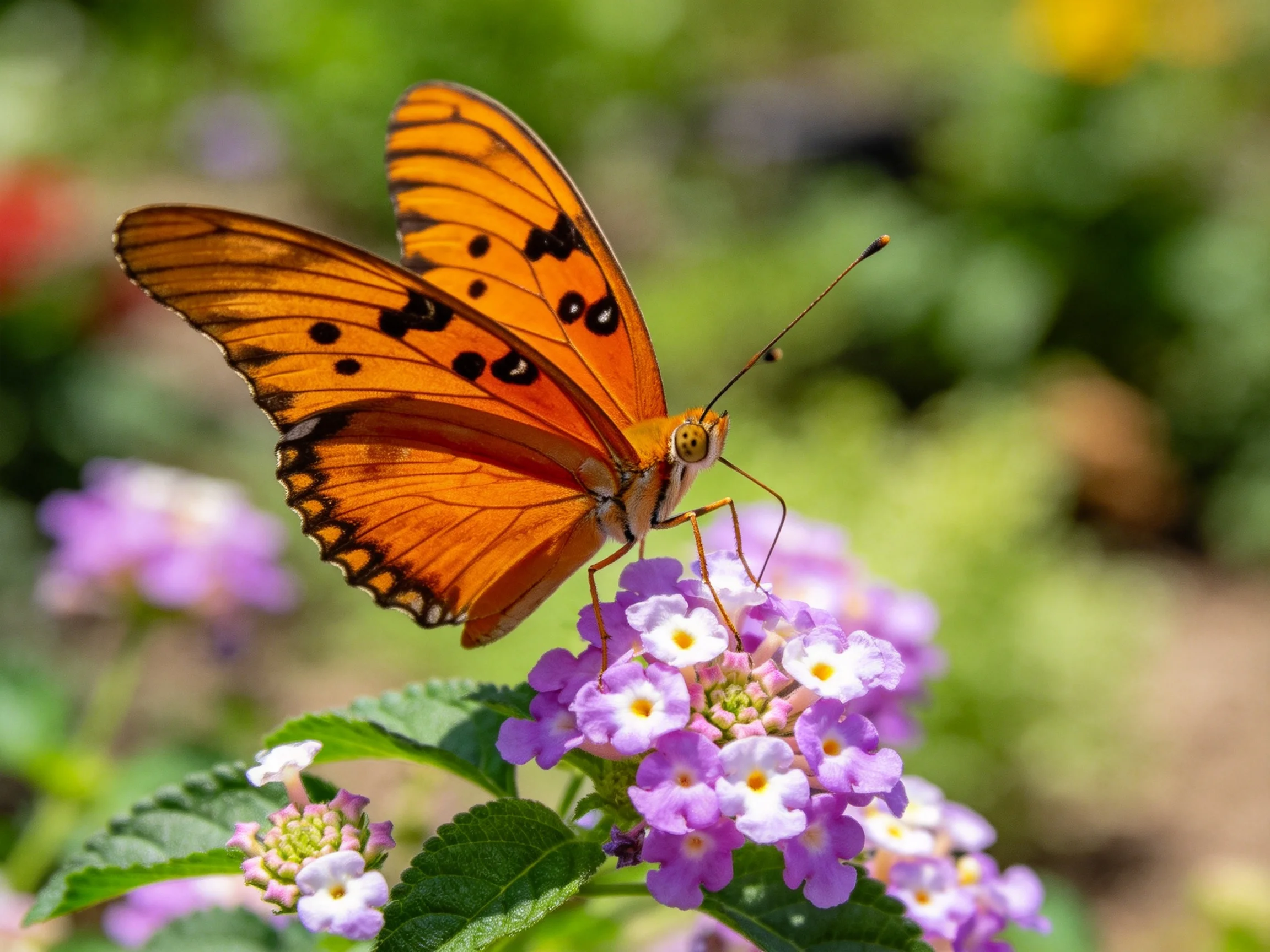 An orange butterfly perched on purple flowering plants