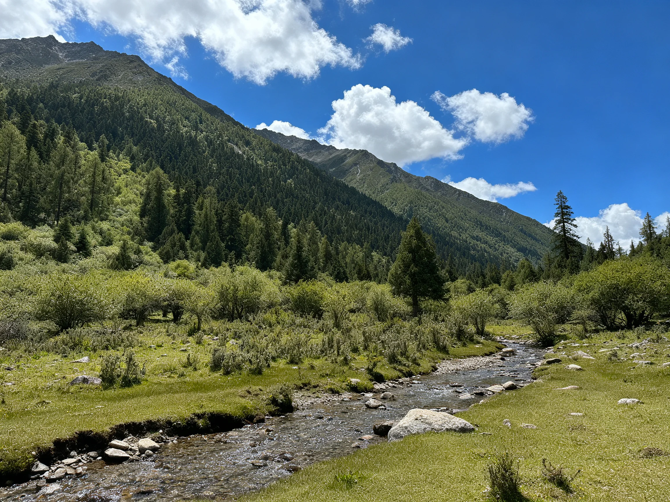 Lush valley with winding stream and forested mountains