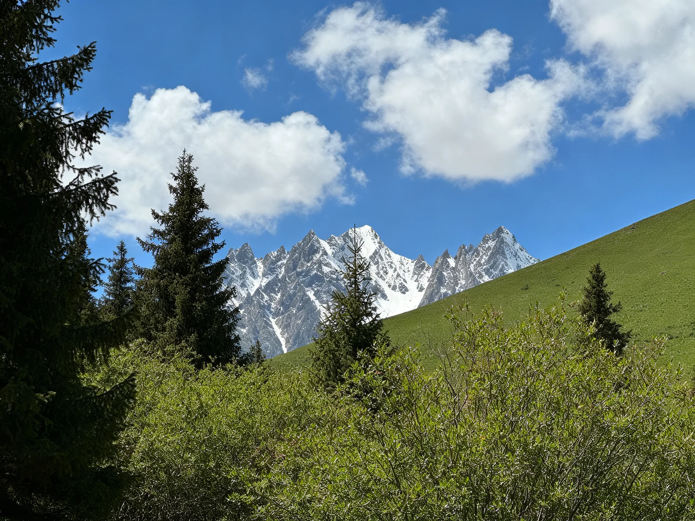 Snow - capped mountain peaks behind lush green hills and evergreen forests