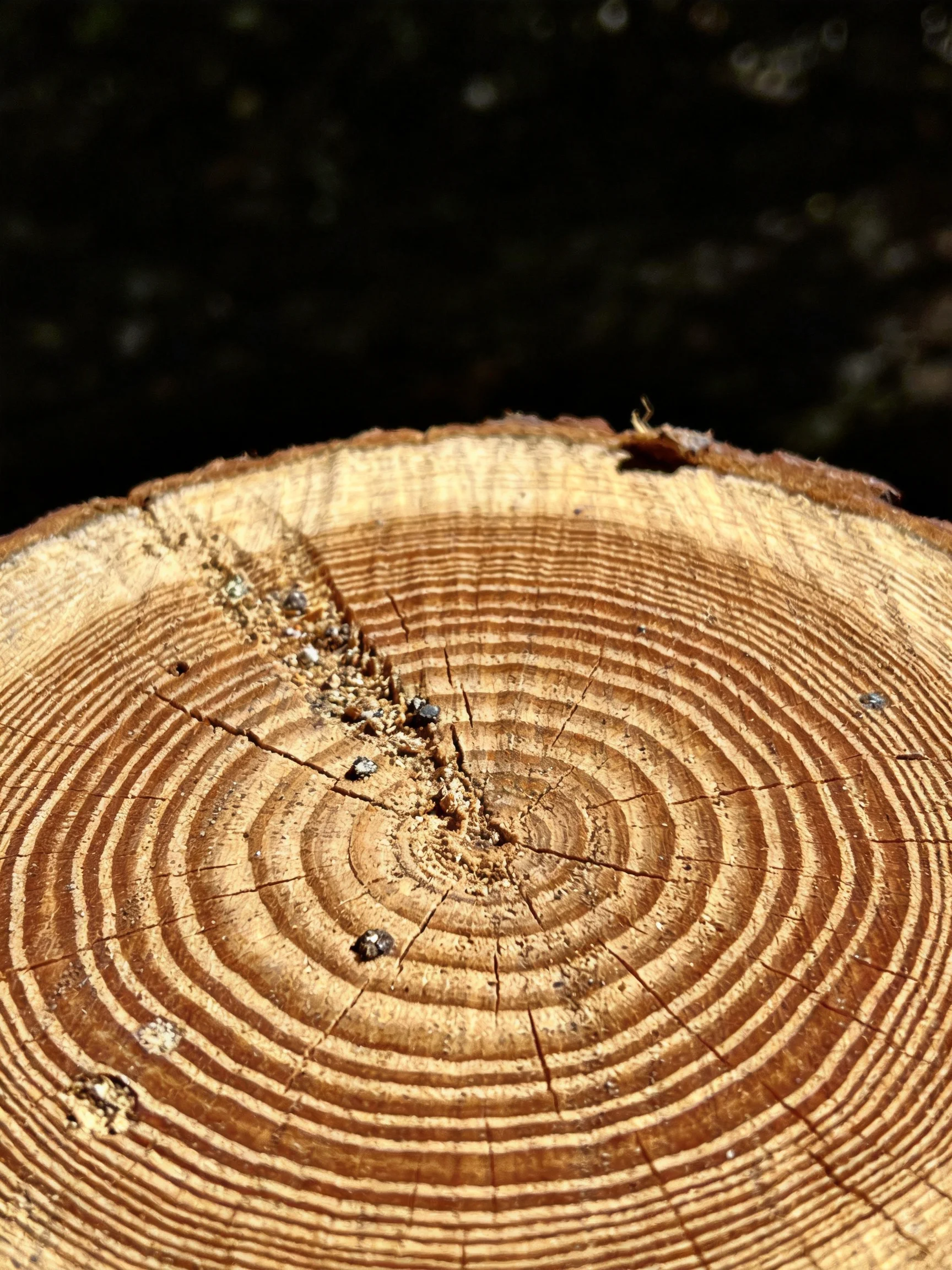 A Close-Up of a Tree Stump with Distinct Growth Rings