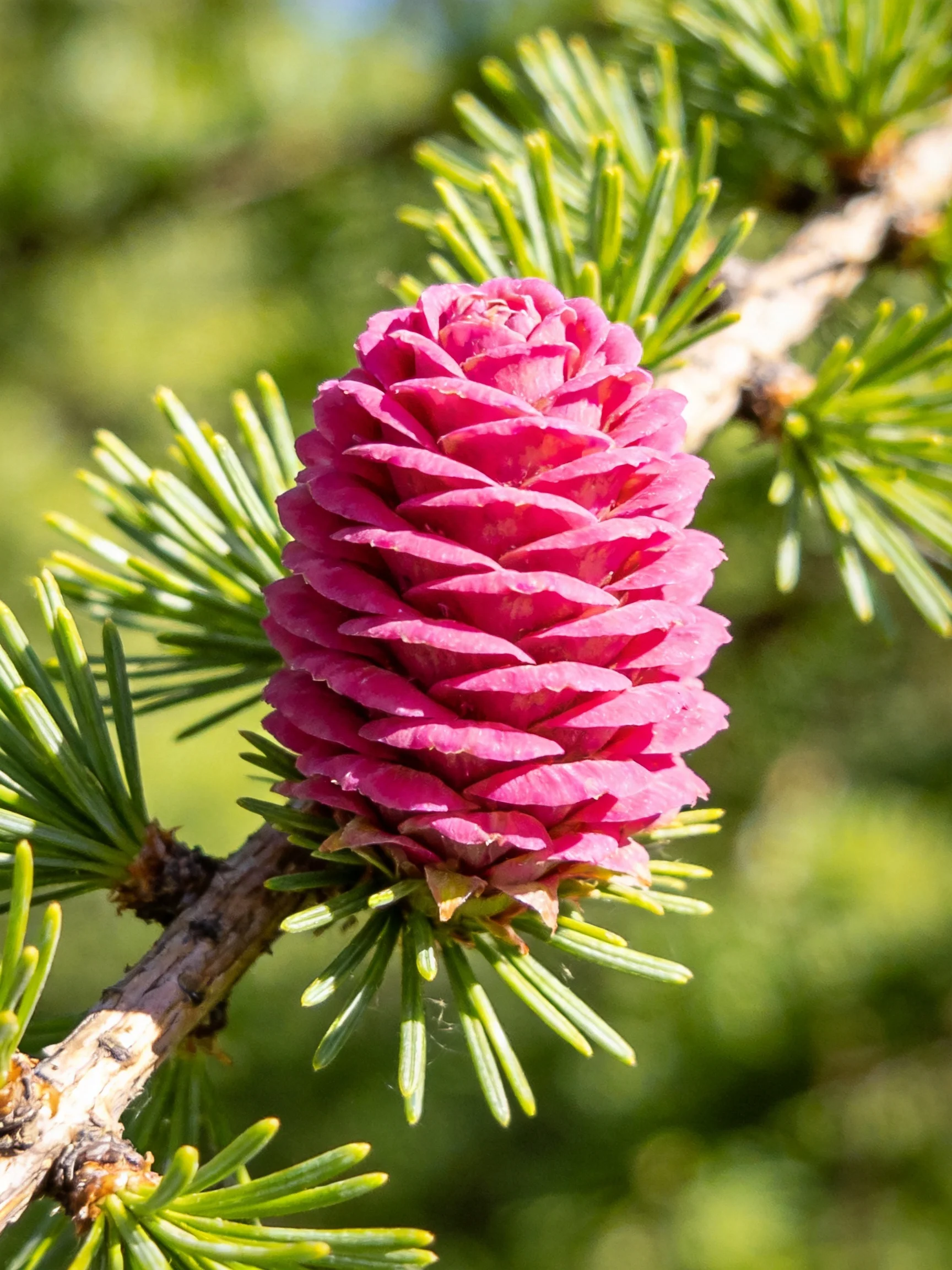 A bright pink larch cone on green needle-laden branch